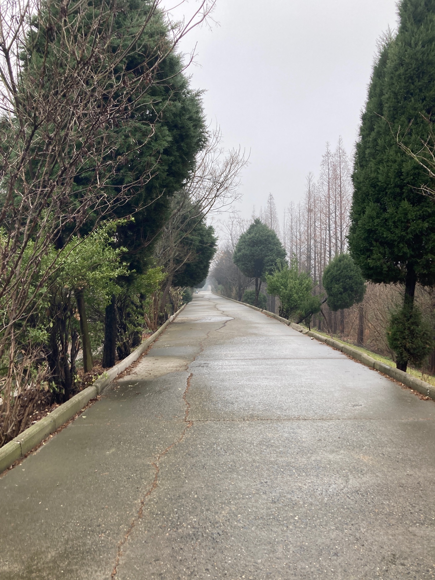 千棵柳湿地旅行图片 3