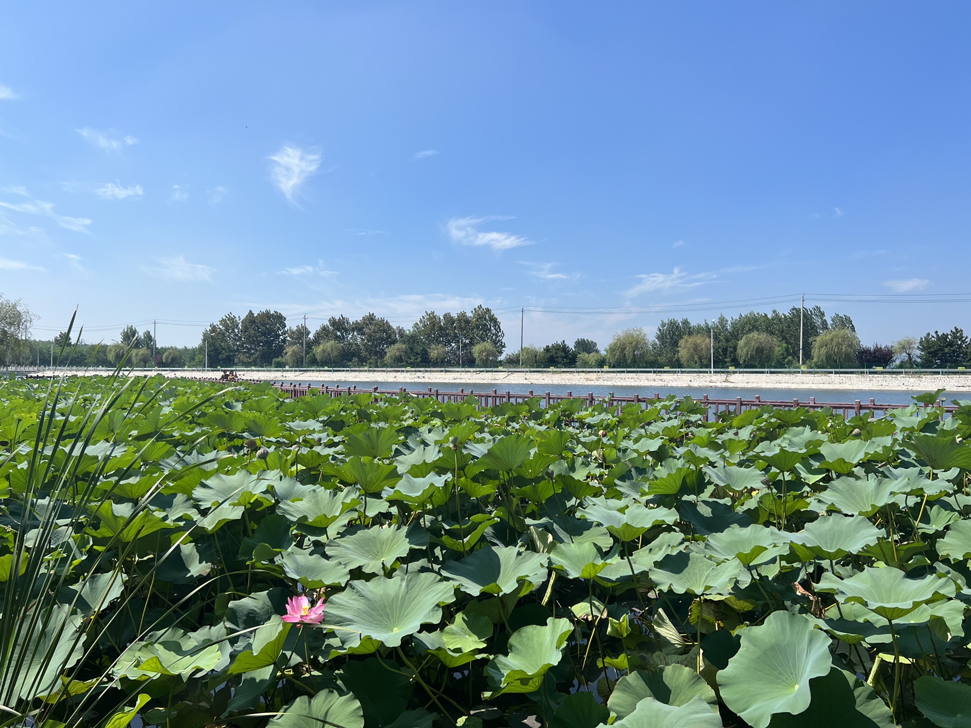 金岭公园旅行图片 1