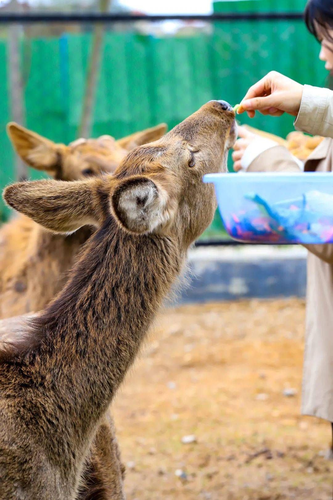 浈江区韶关动物园游乐场