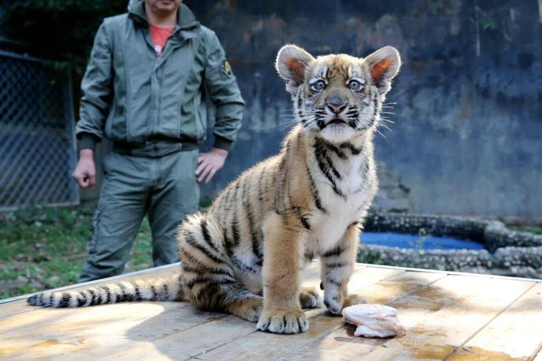 浈江区韶关动物园游乐场