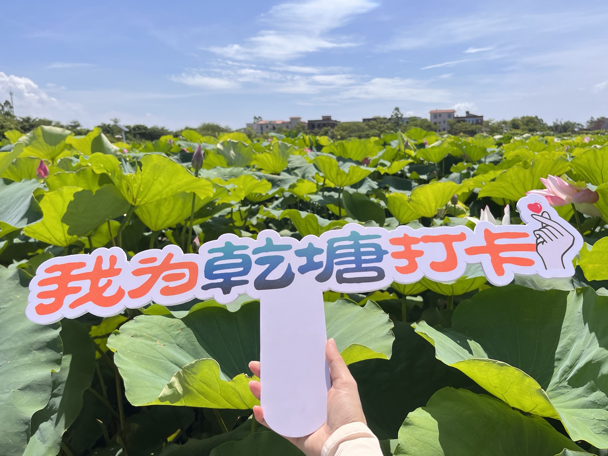 乾塘荷花世界旅行图片 2