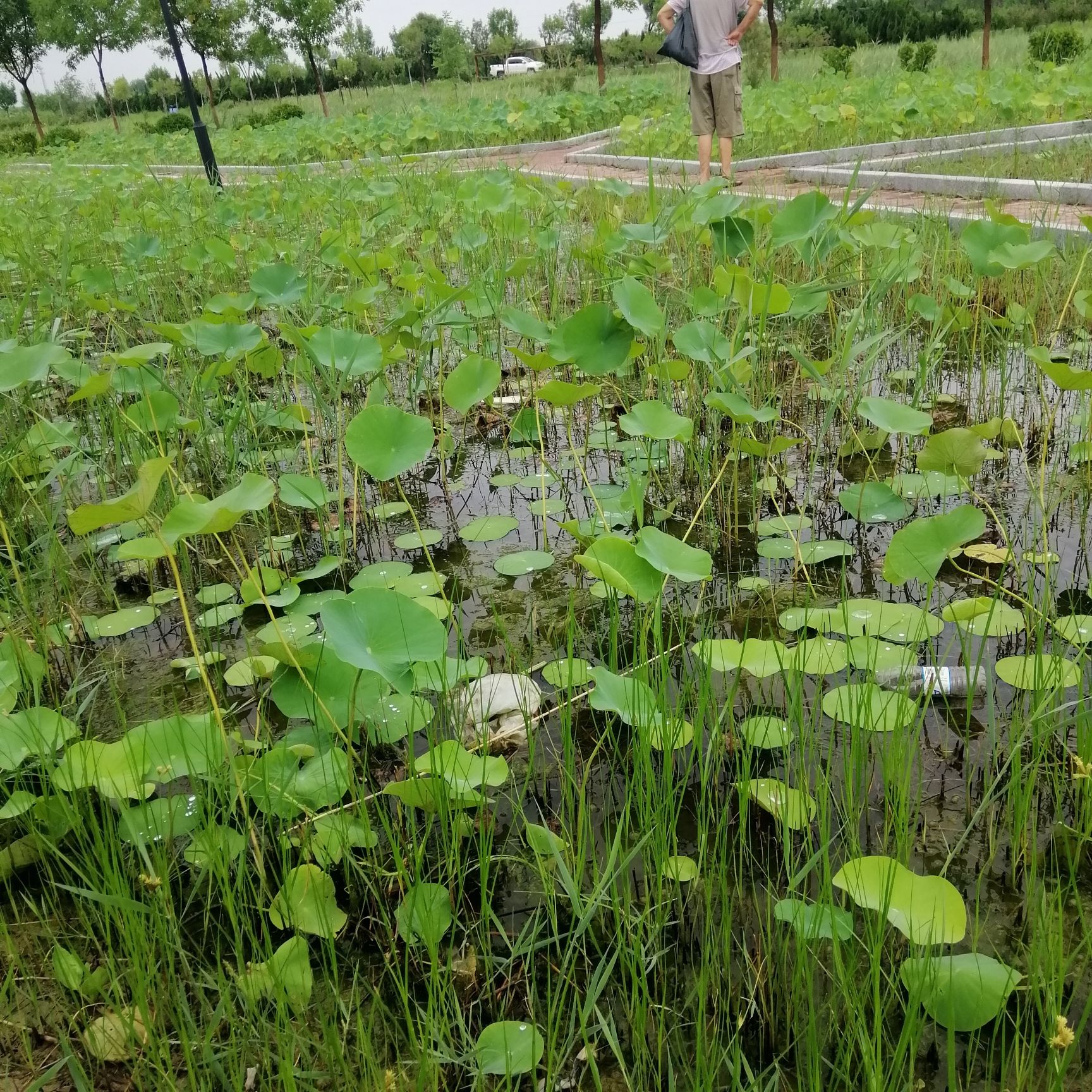 湿地公园旅行图片 3
