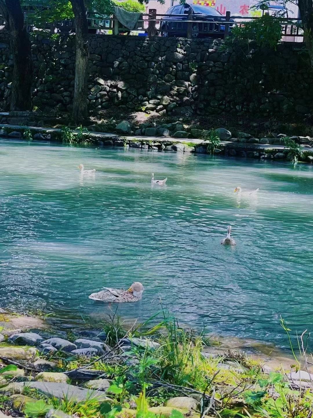 巢湖芦溪湿地旅行图片 3