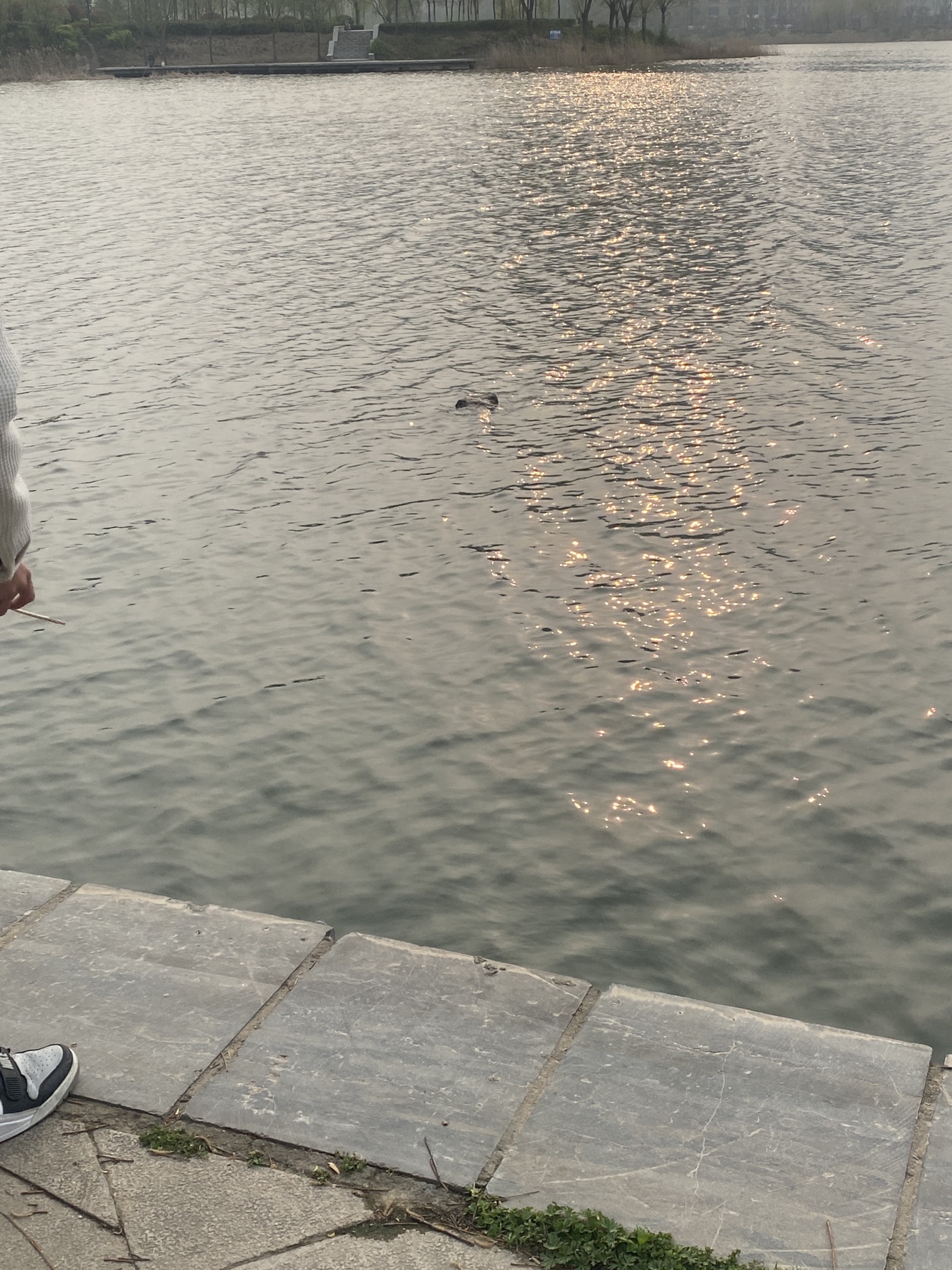 赵王河下游公园旅行图片 3