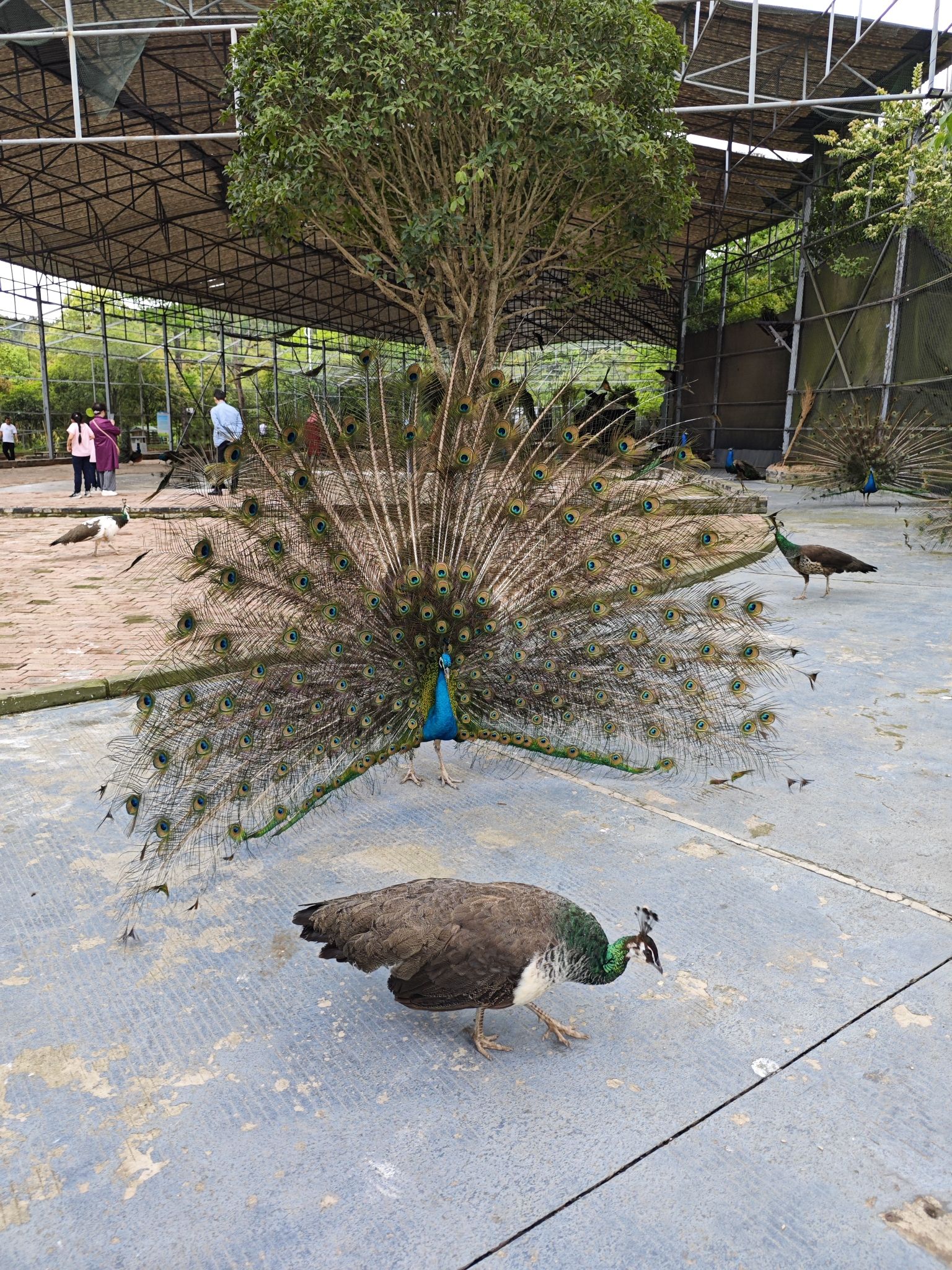 太乙仙山植物园孔雀园旅行图片 3