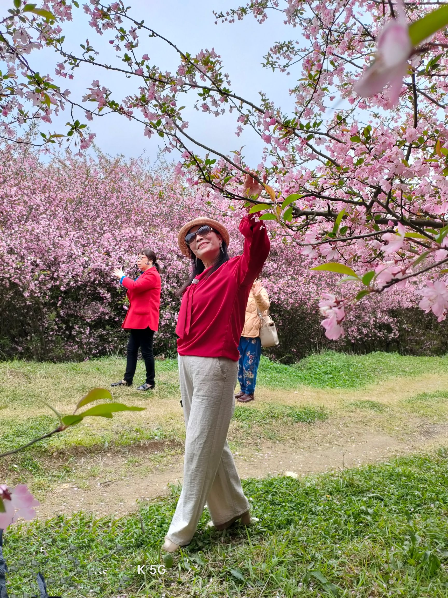 清镇樱花园旅行图片 2