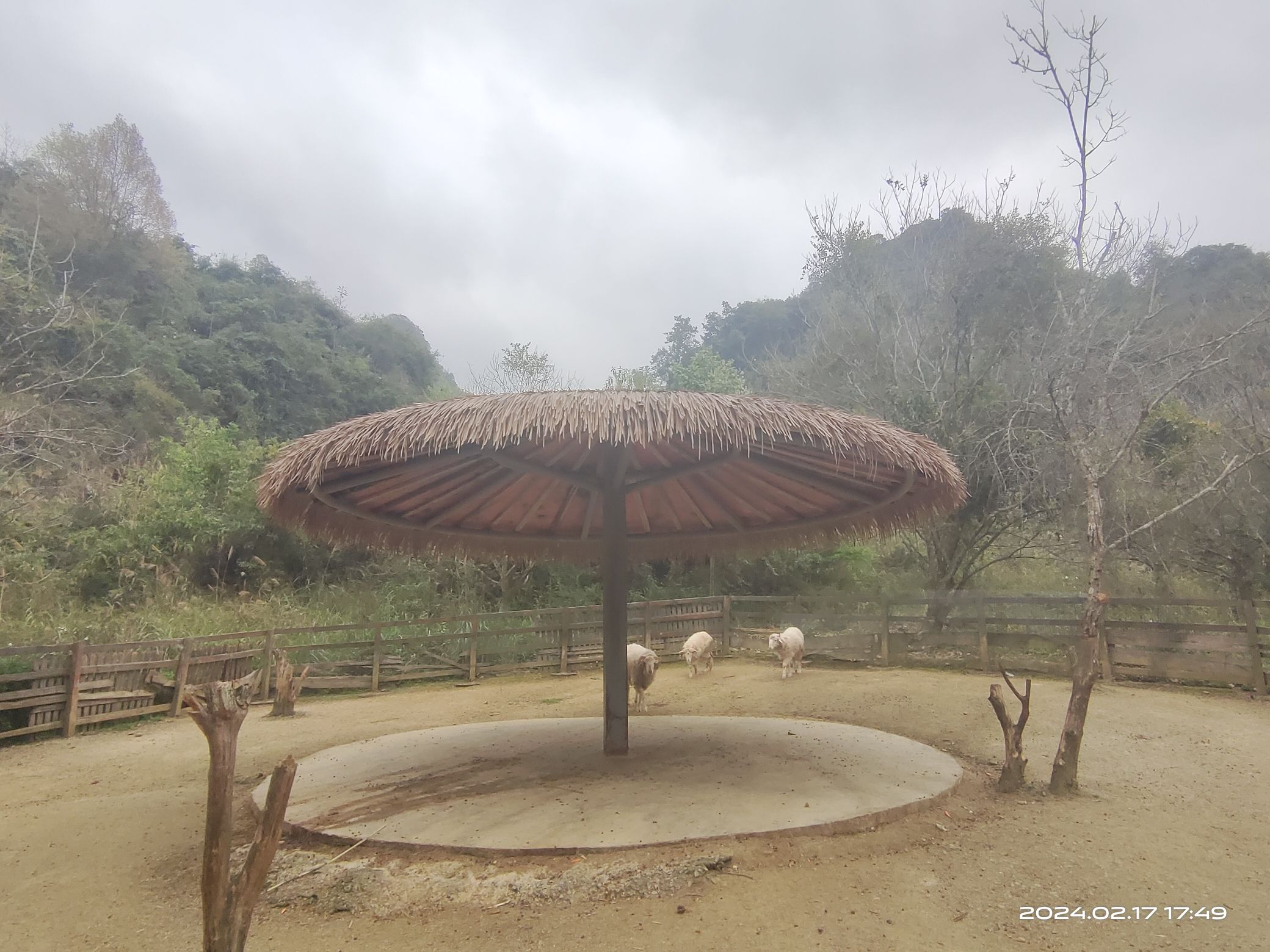德保矮马王国旅行图片 3