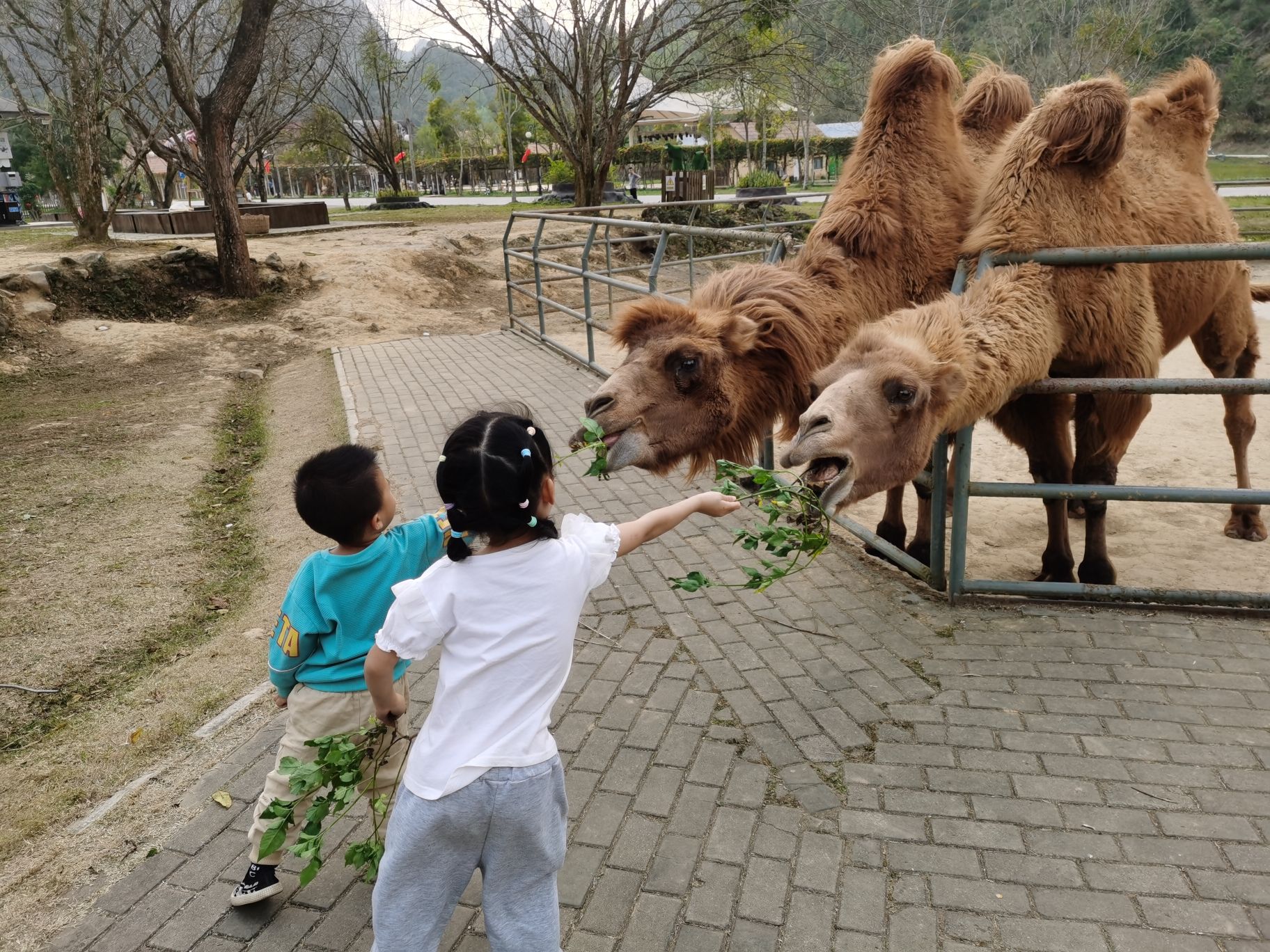 德保矮马王国旅行图片 3