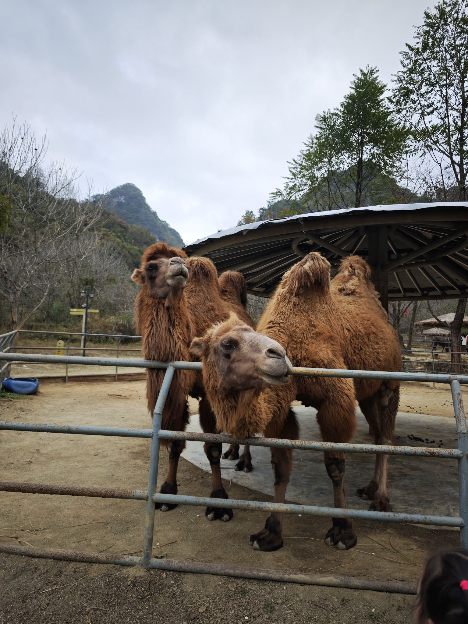 德保矮马王国旅行图片 2