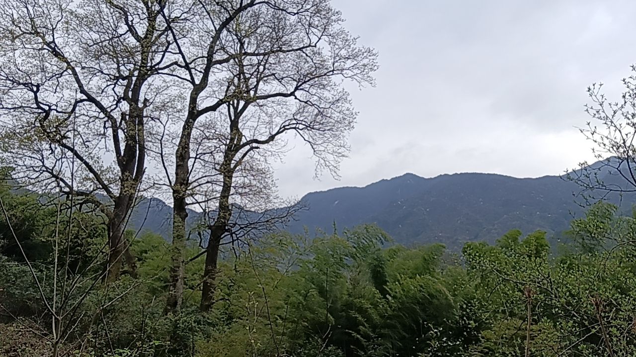 金寨县千年古树群旅行图片 1