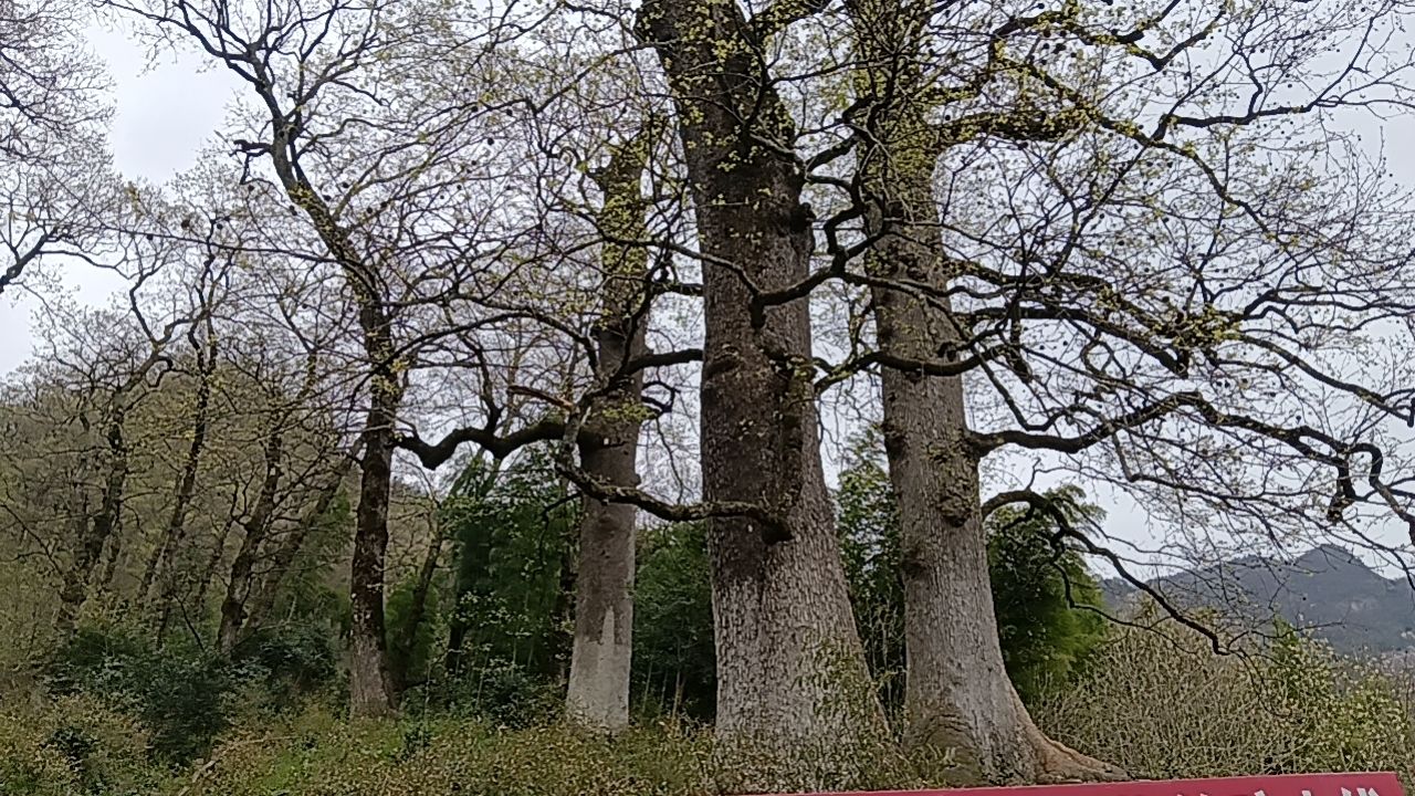 金寨县千年古树群旅行图片 2