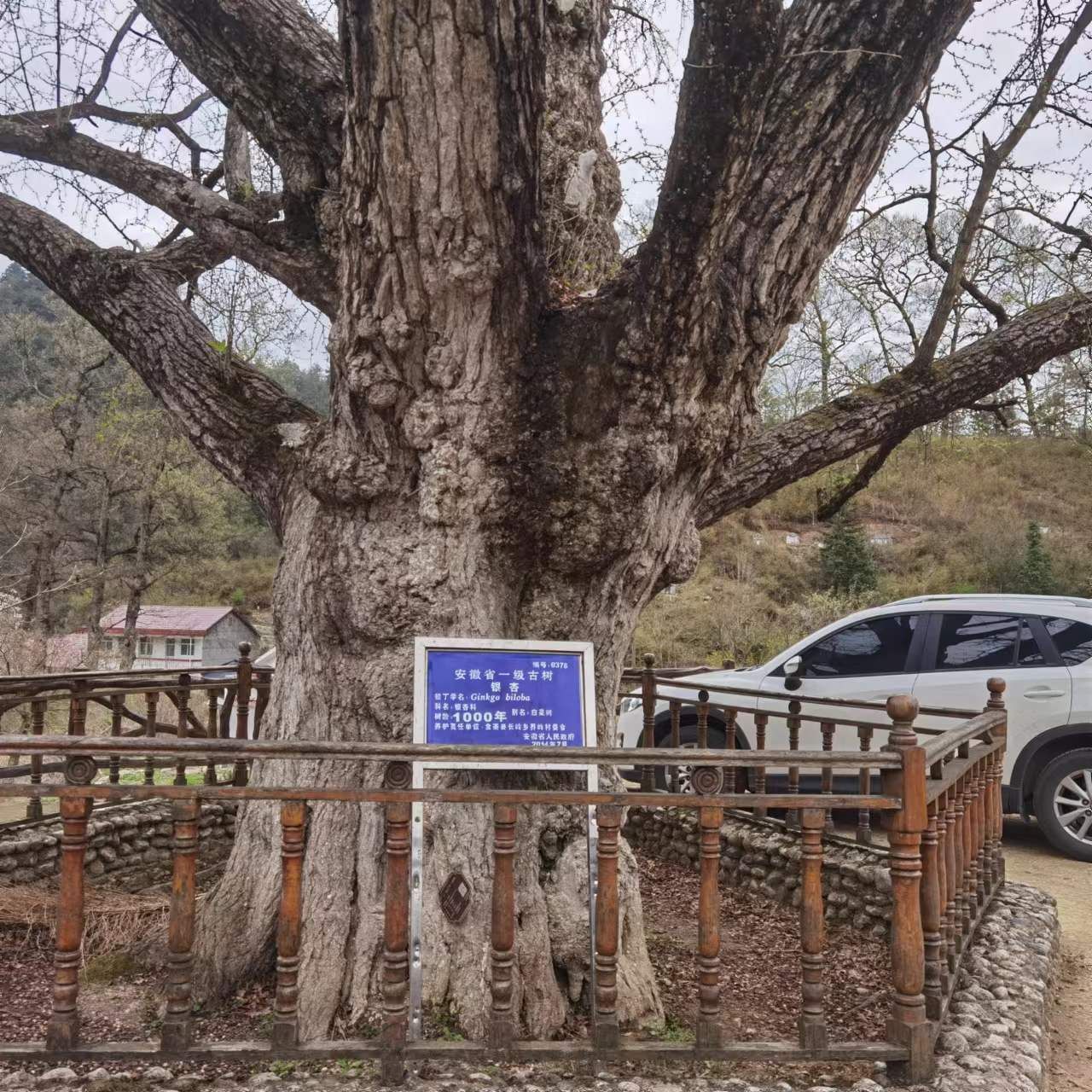 金寨县千年古树群旅行图片 3