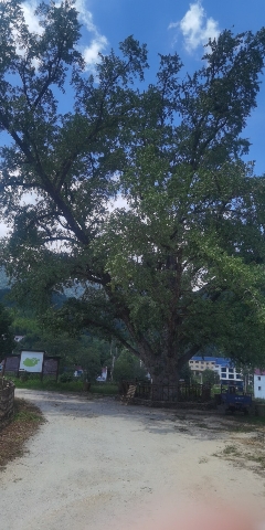 金寨县千年古树群