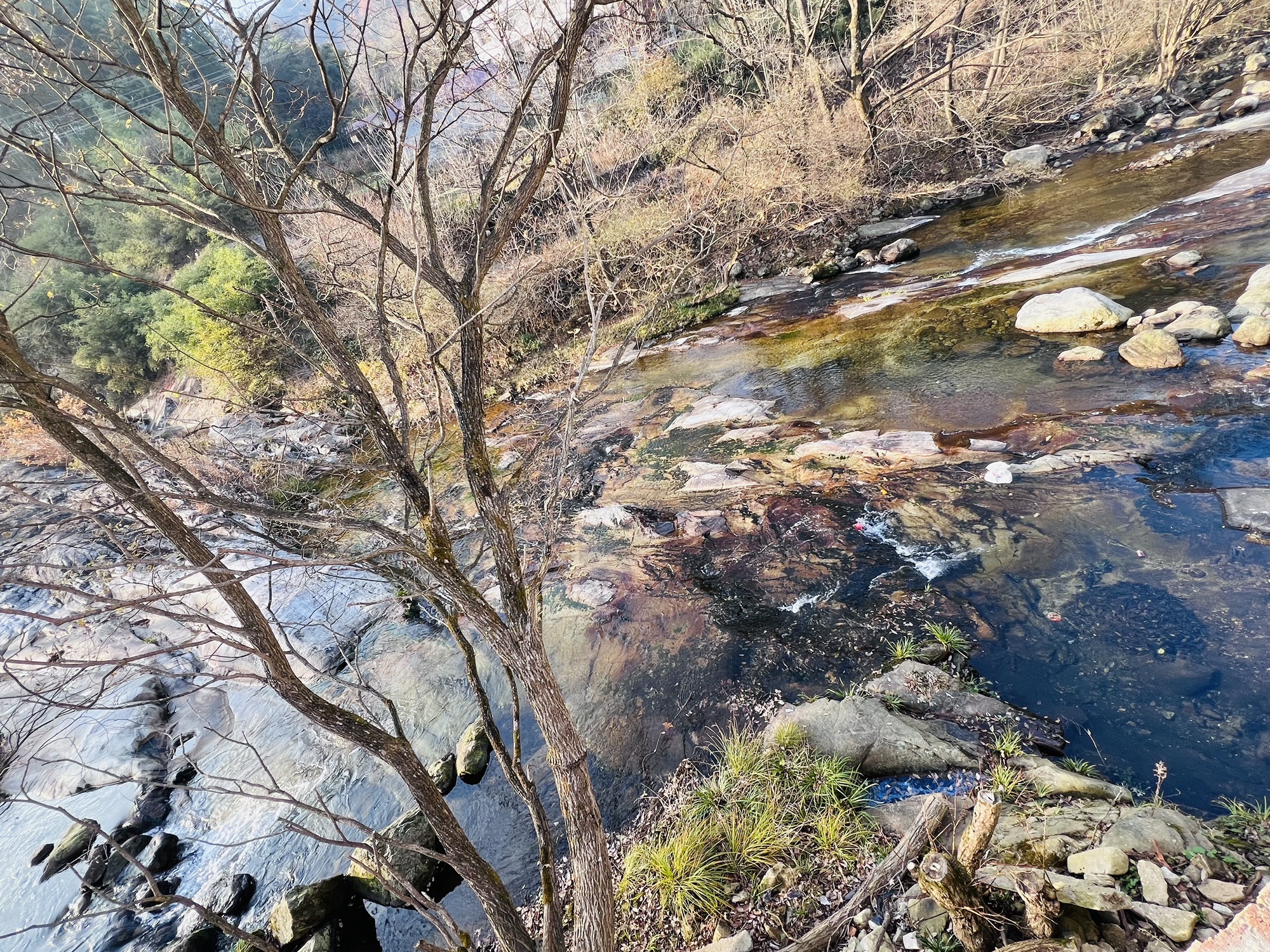 金寨县千年古树群旅行图片 1