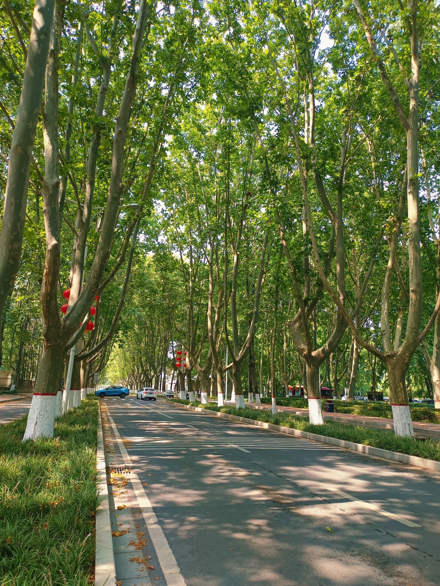 泡桐森林公园旅行图片 2
