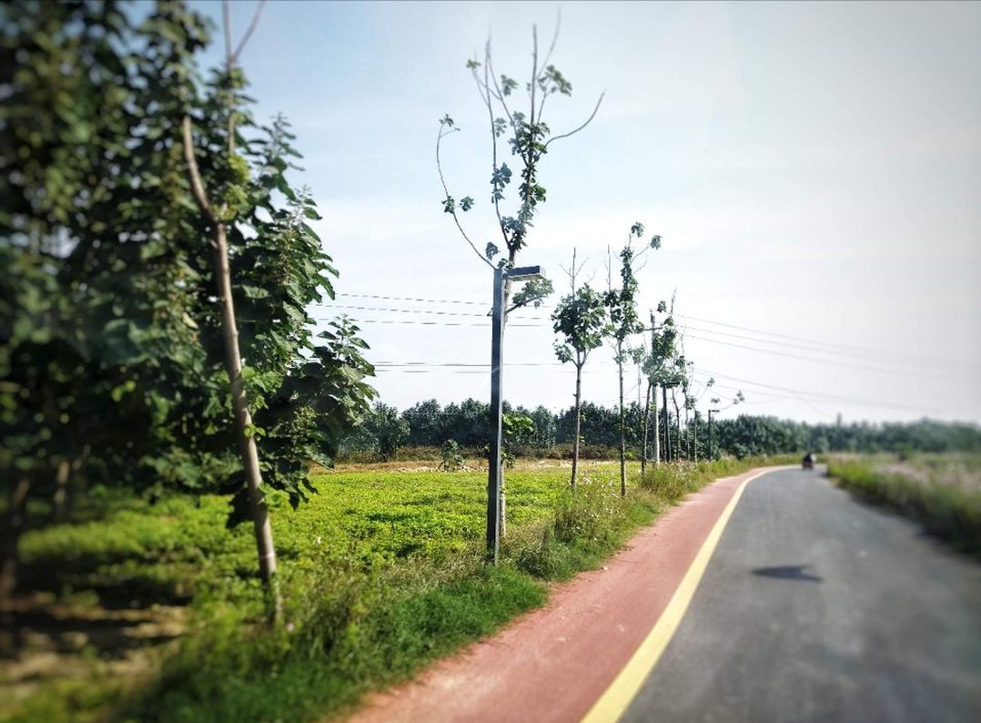 泡桐森林公园旅行图片 2