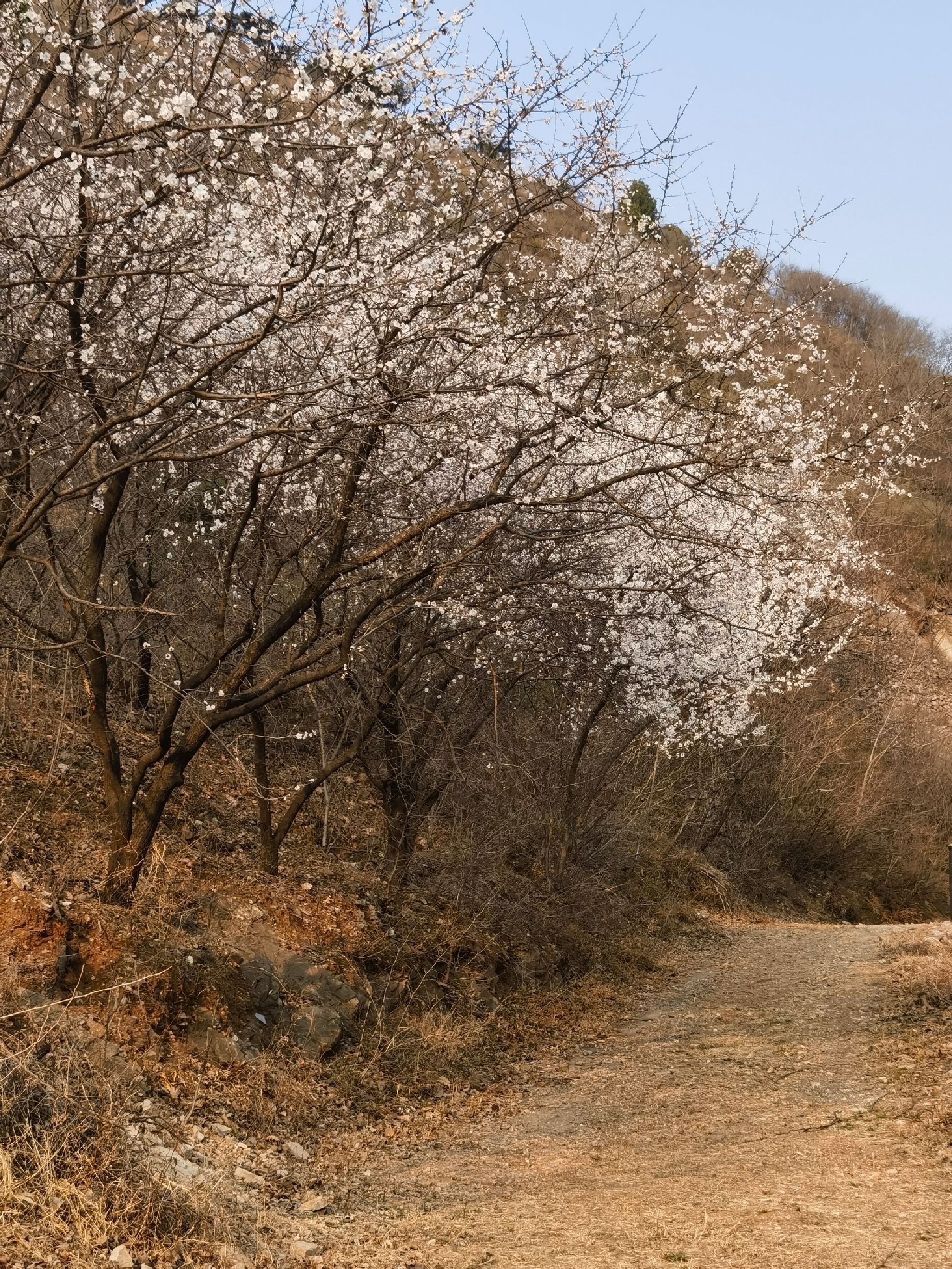 杨柳庄芳香谷旅行图片 3