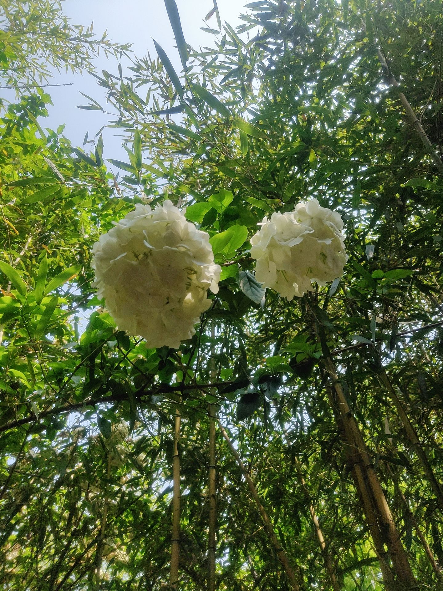 卧牛山公园旅行图片 1