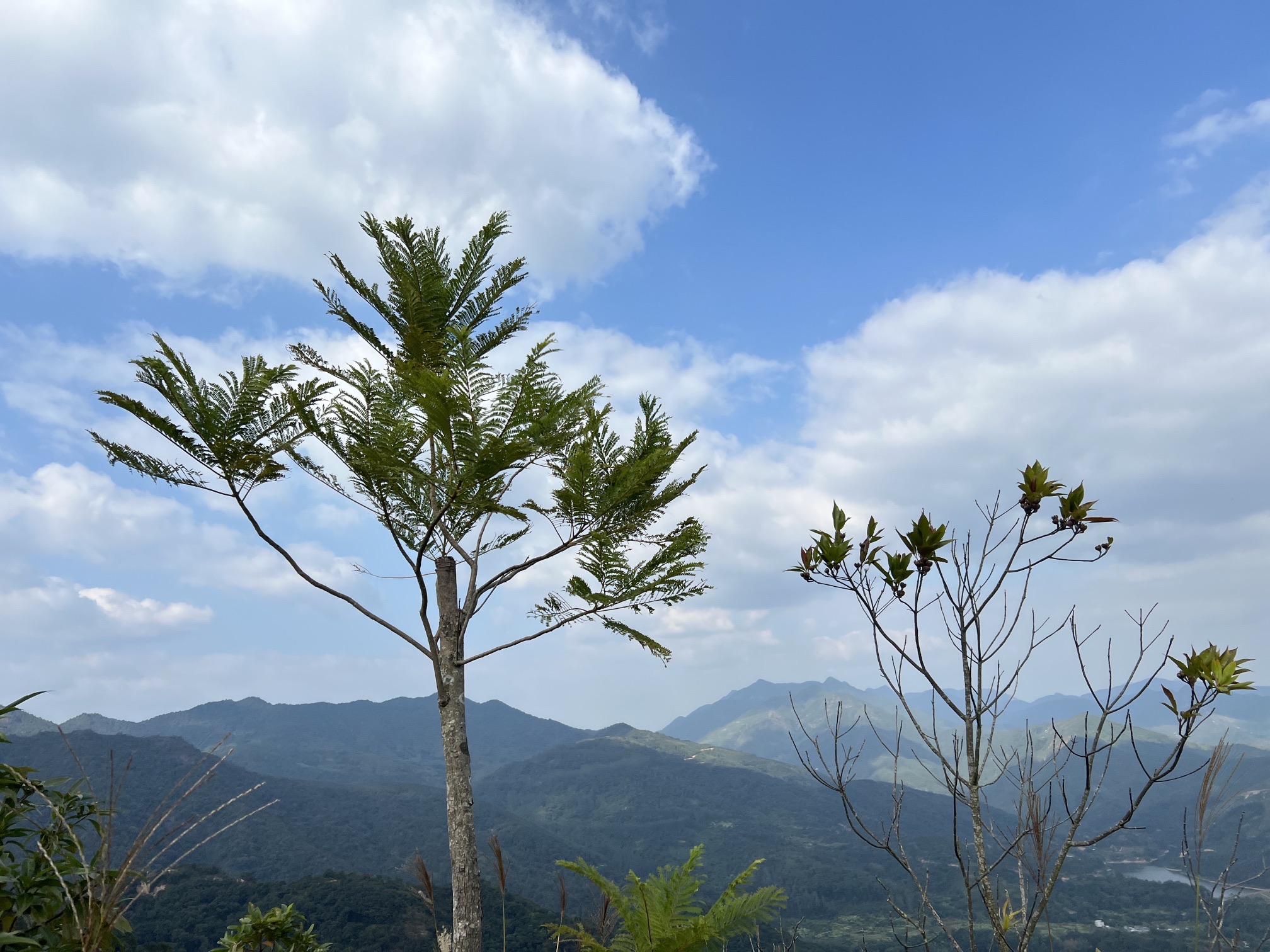 黎峰森林公园旅行图片 1
