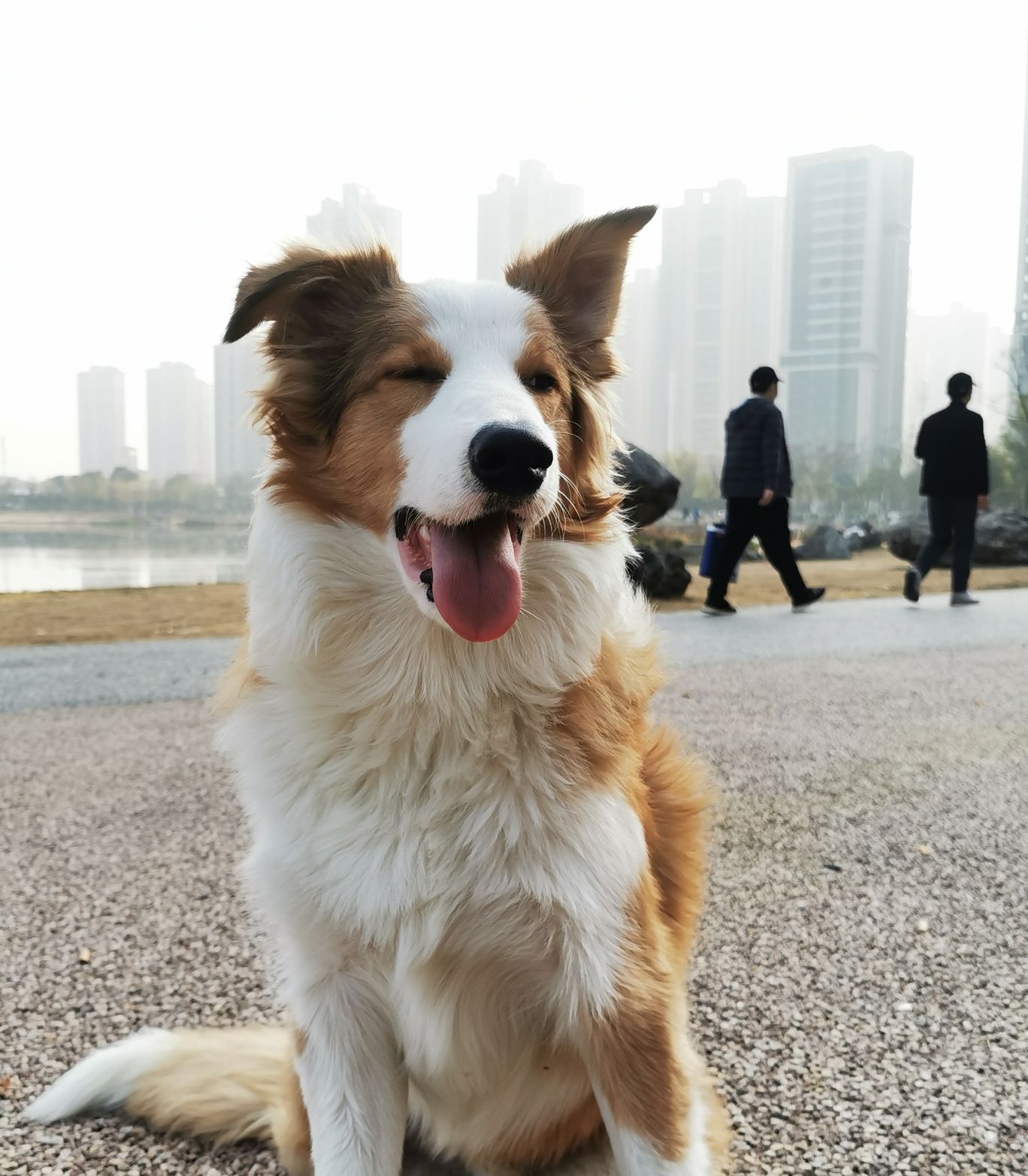四新凤凰湖公园旅行图片 1