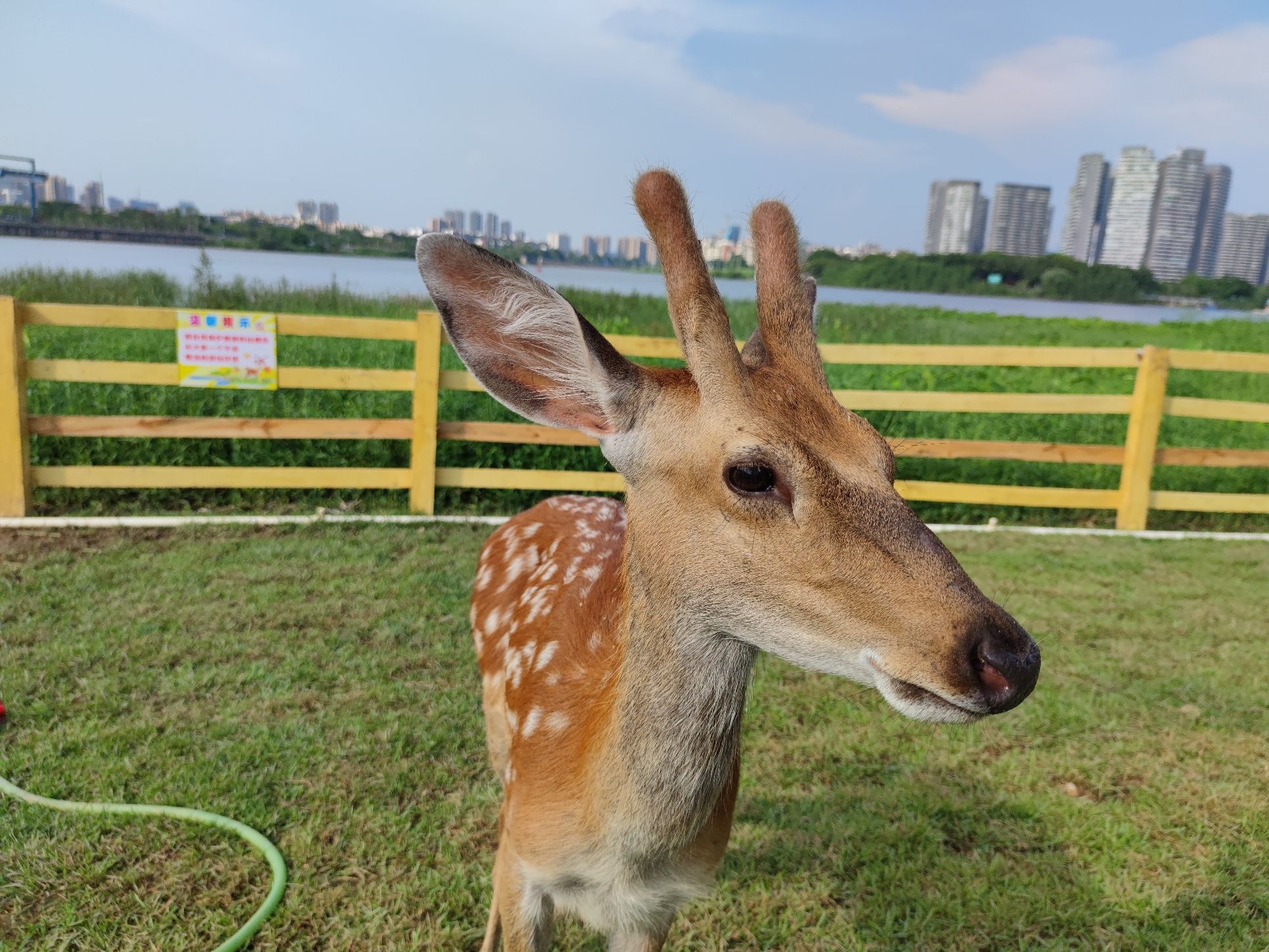佛山乐从国家水利风景区旅行图片 3