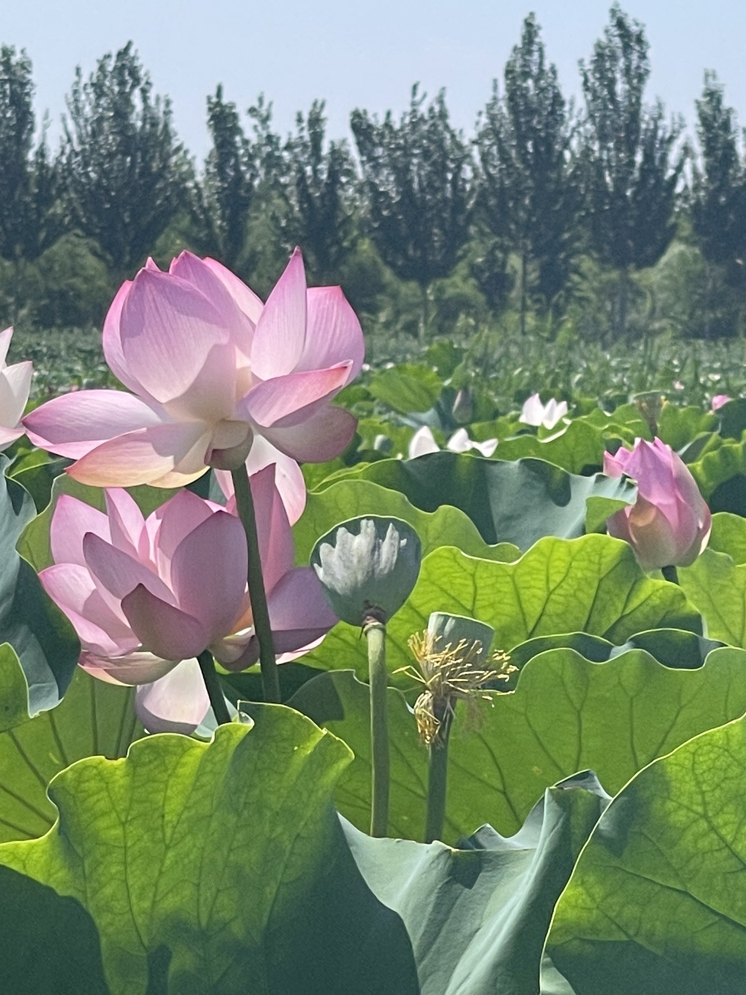 荷花公园旅行图片 2