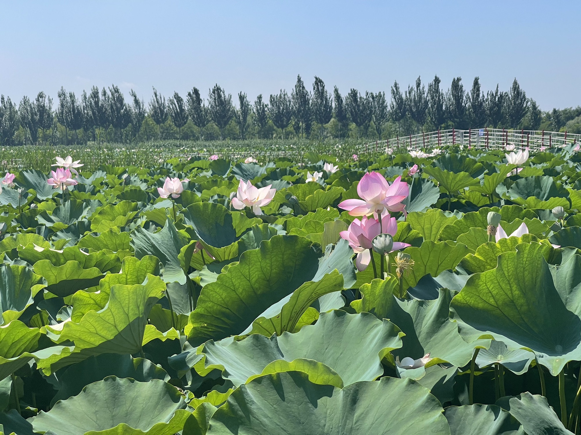 荷花公园旅行图片 3