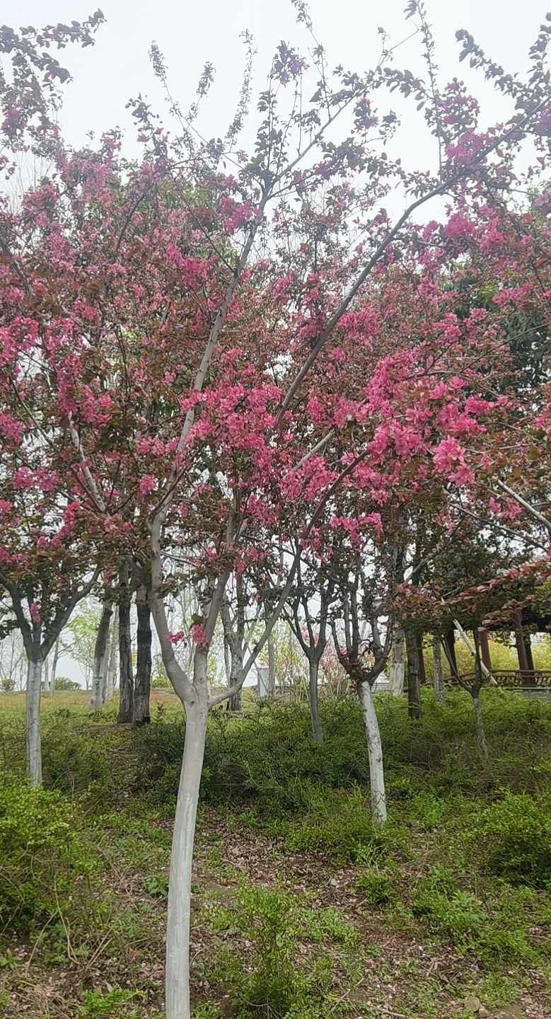 如意湖公园旅行图片 1