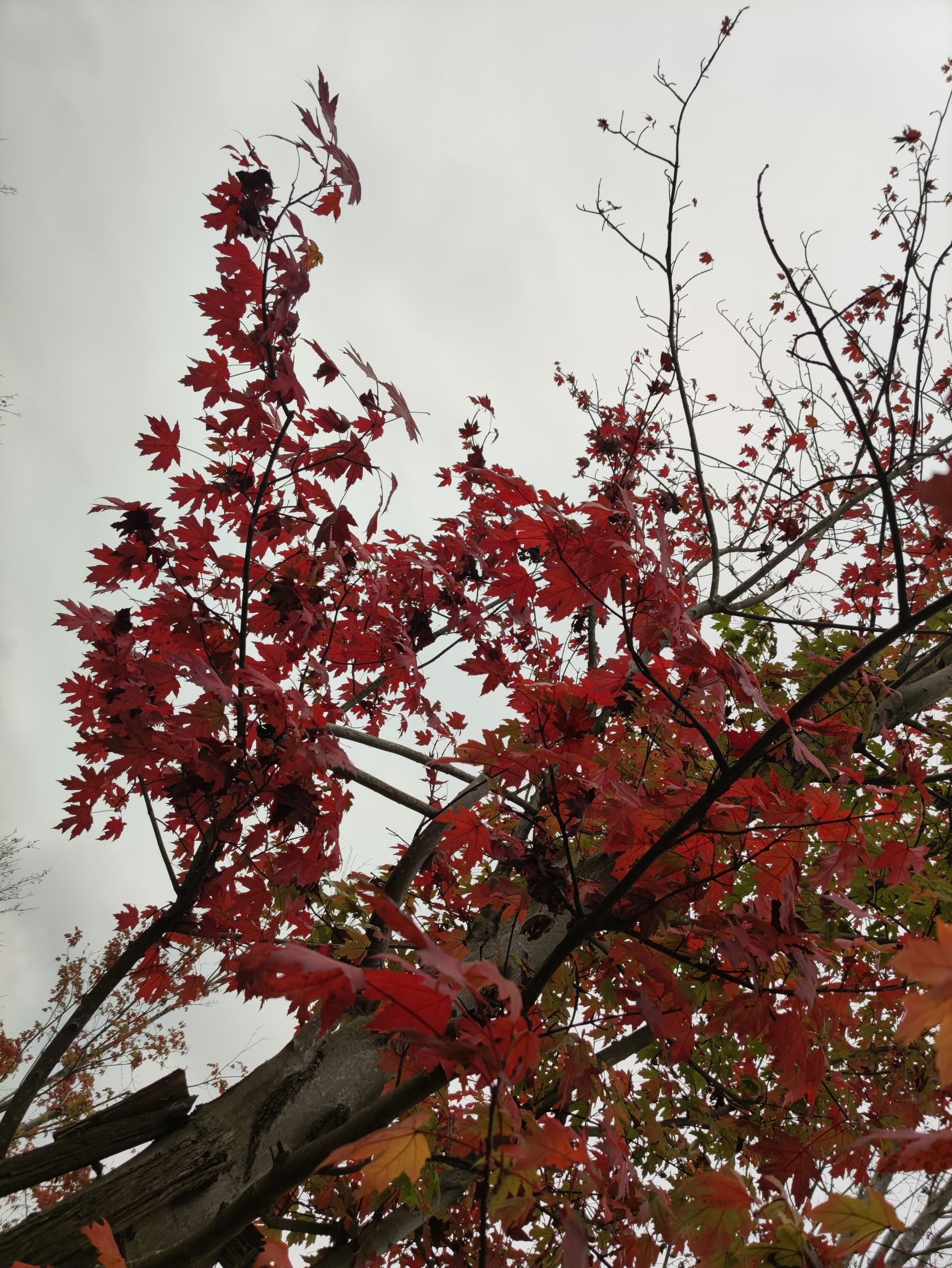 柳家坝滨江湿地公园旅行图片 1
