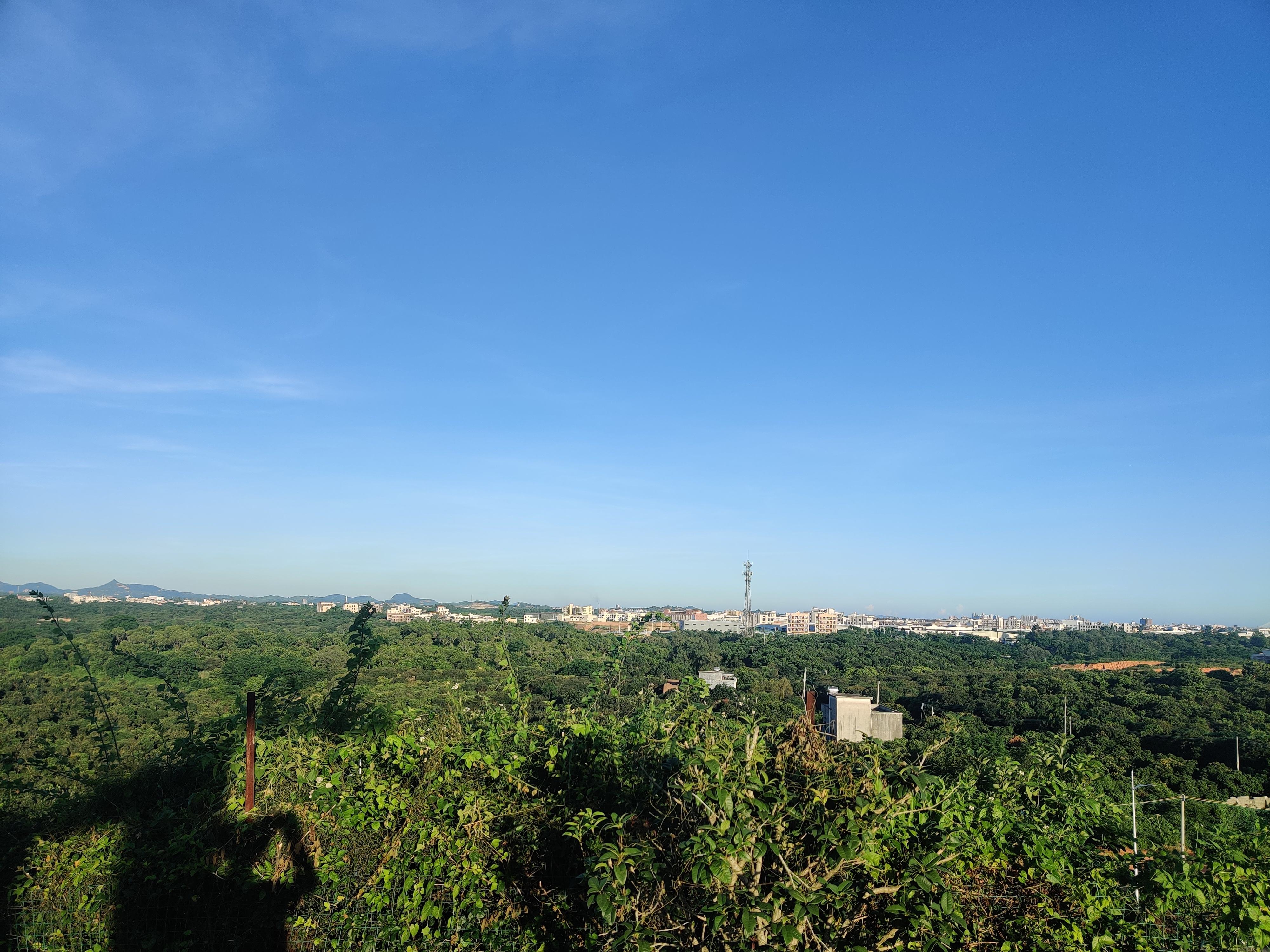 电白荔枝公园旅行图片 3