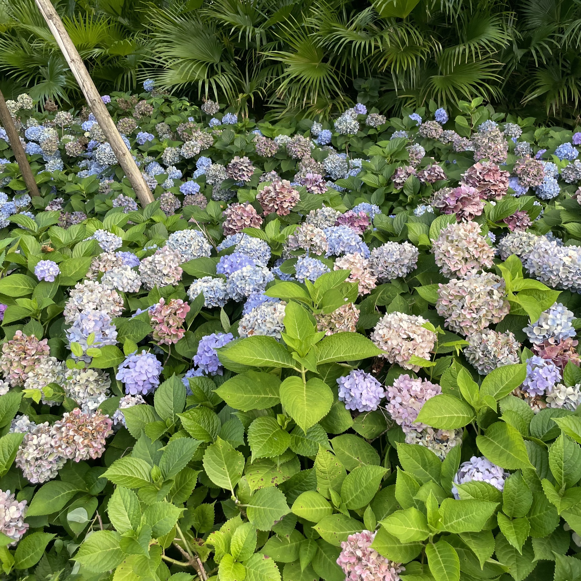 蓉江新区滨江公园旅行图片 3
