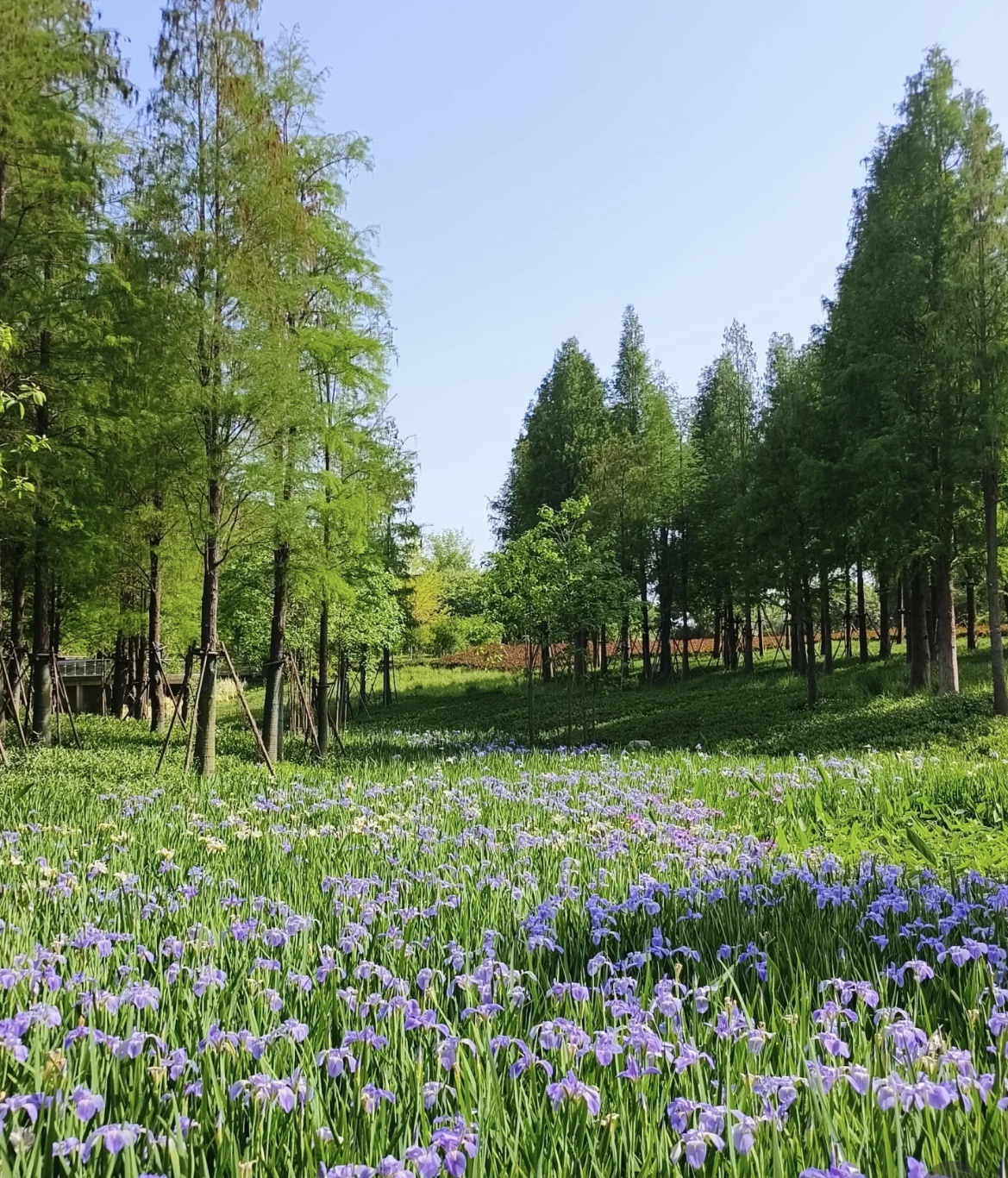 蓉江新区滨江公园旅行图片 2