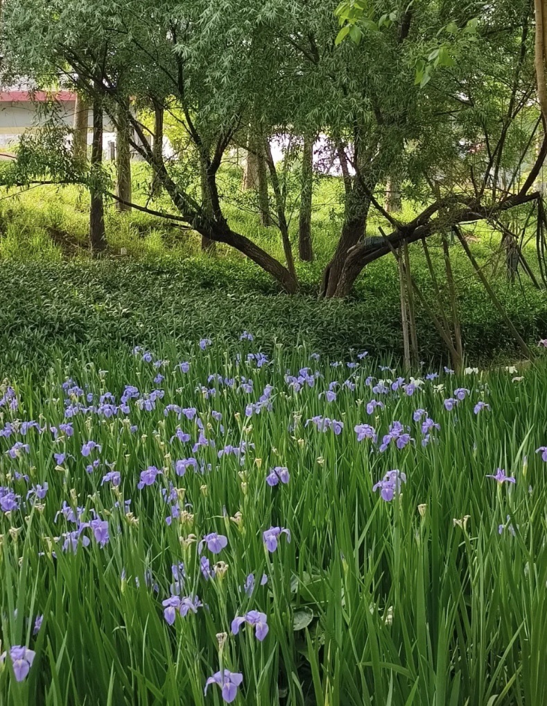 蓉江新区滨江公园旅行图片 3