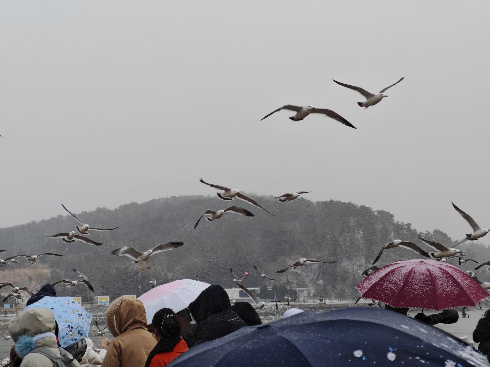 烟墩角天鹅海景区旅行图片 3