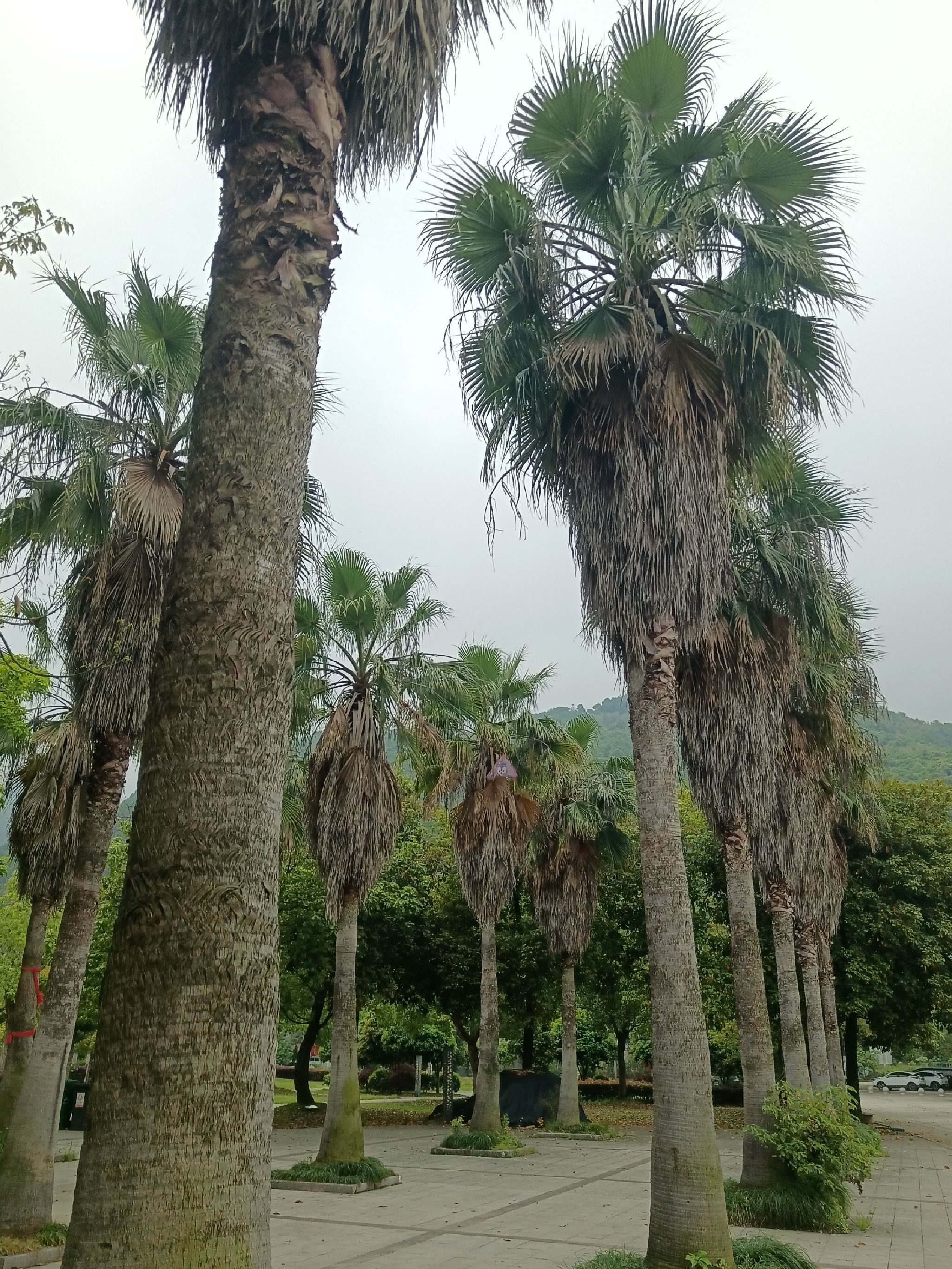 虎头岗公园旅行图片 1