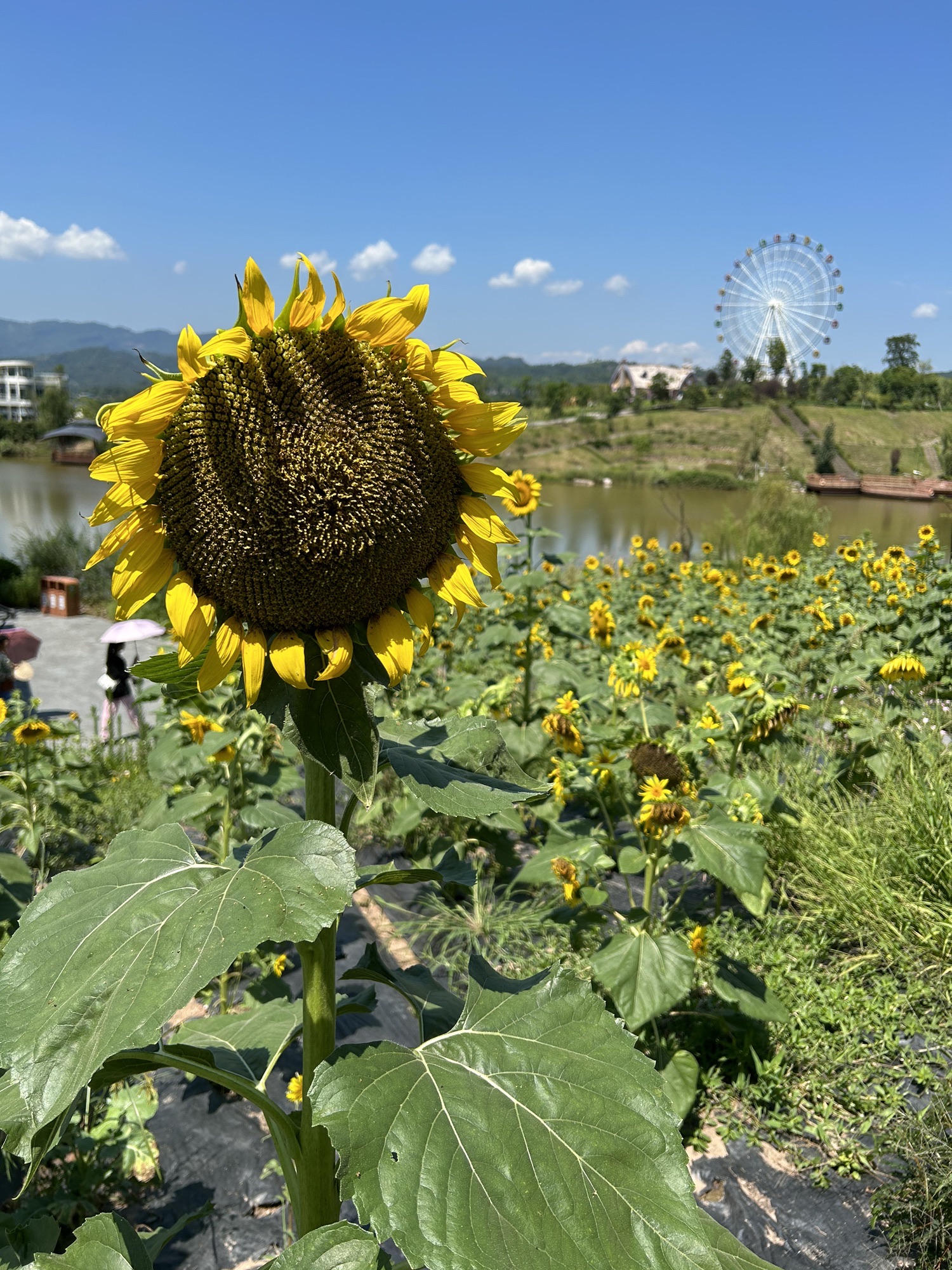 世界茉莉博览园(暂停开放)旅行图片 2