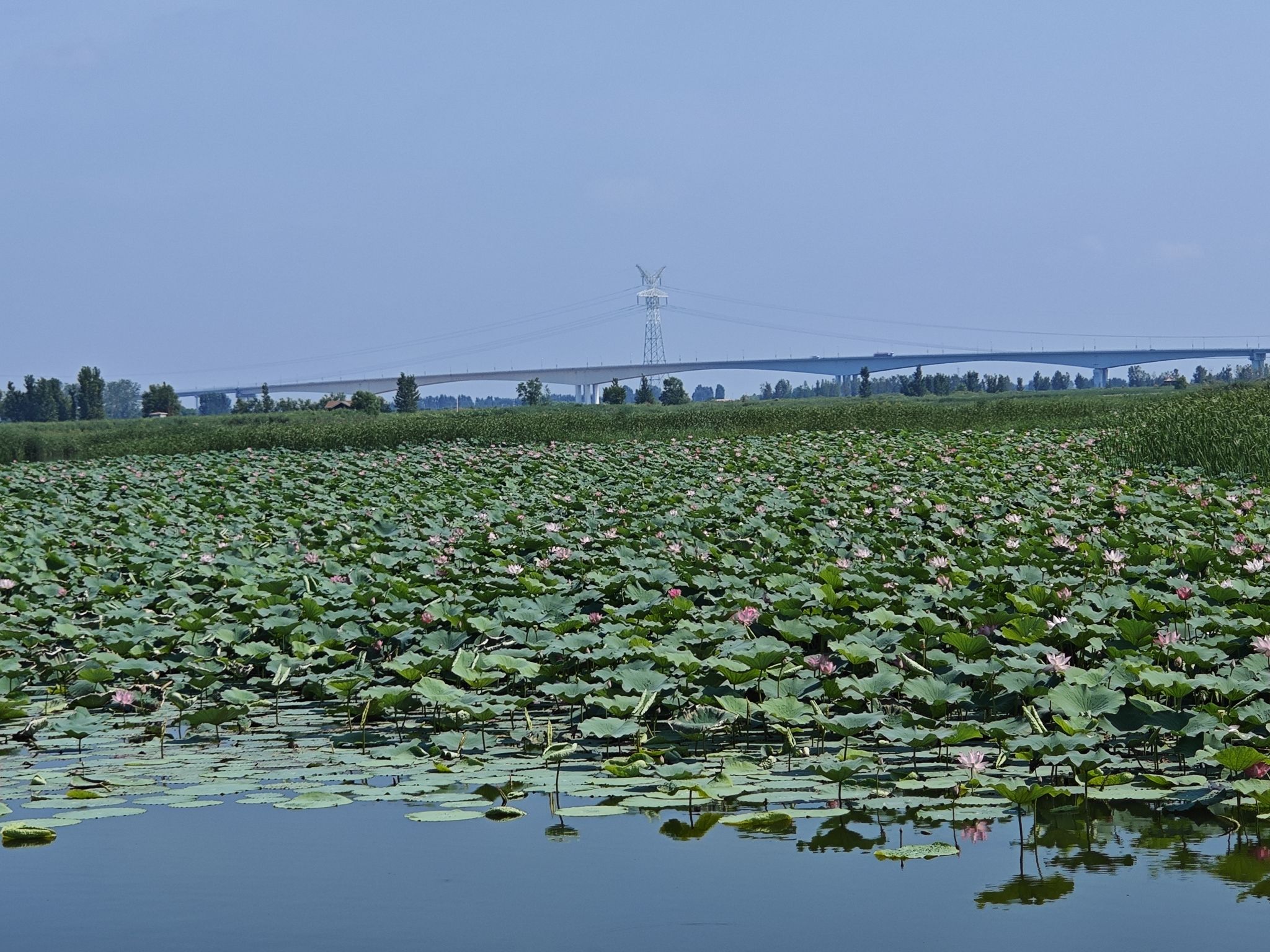 黄河花海旅行图片 3
