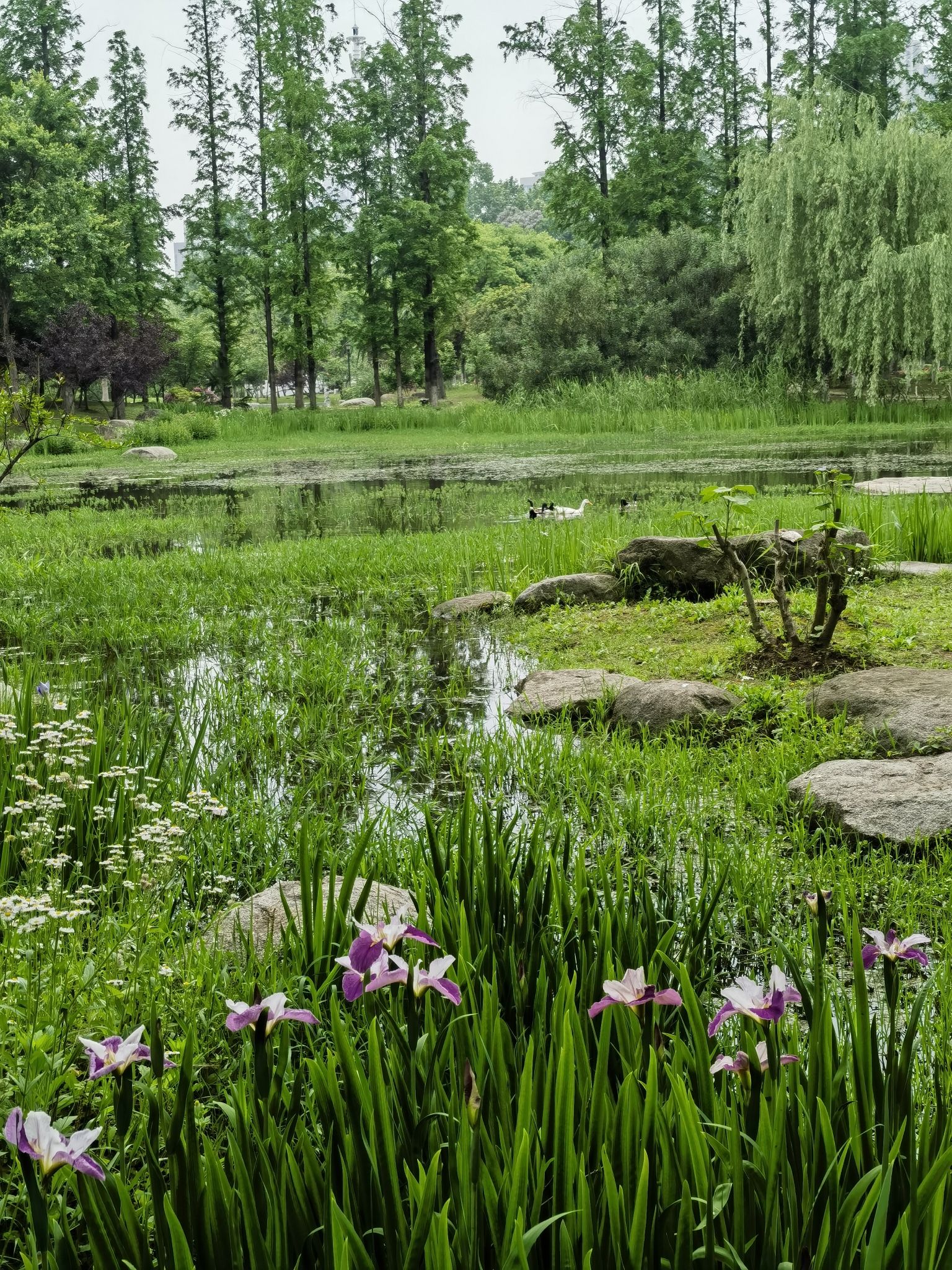 江湾湿地公园旅行图片 1
