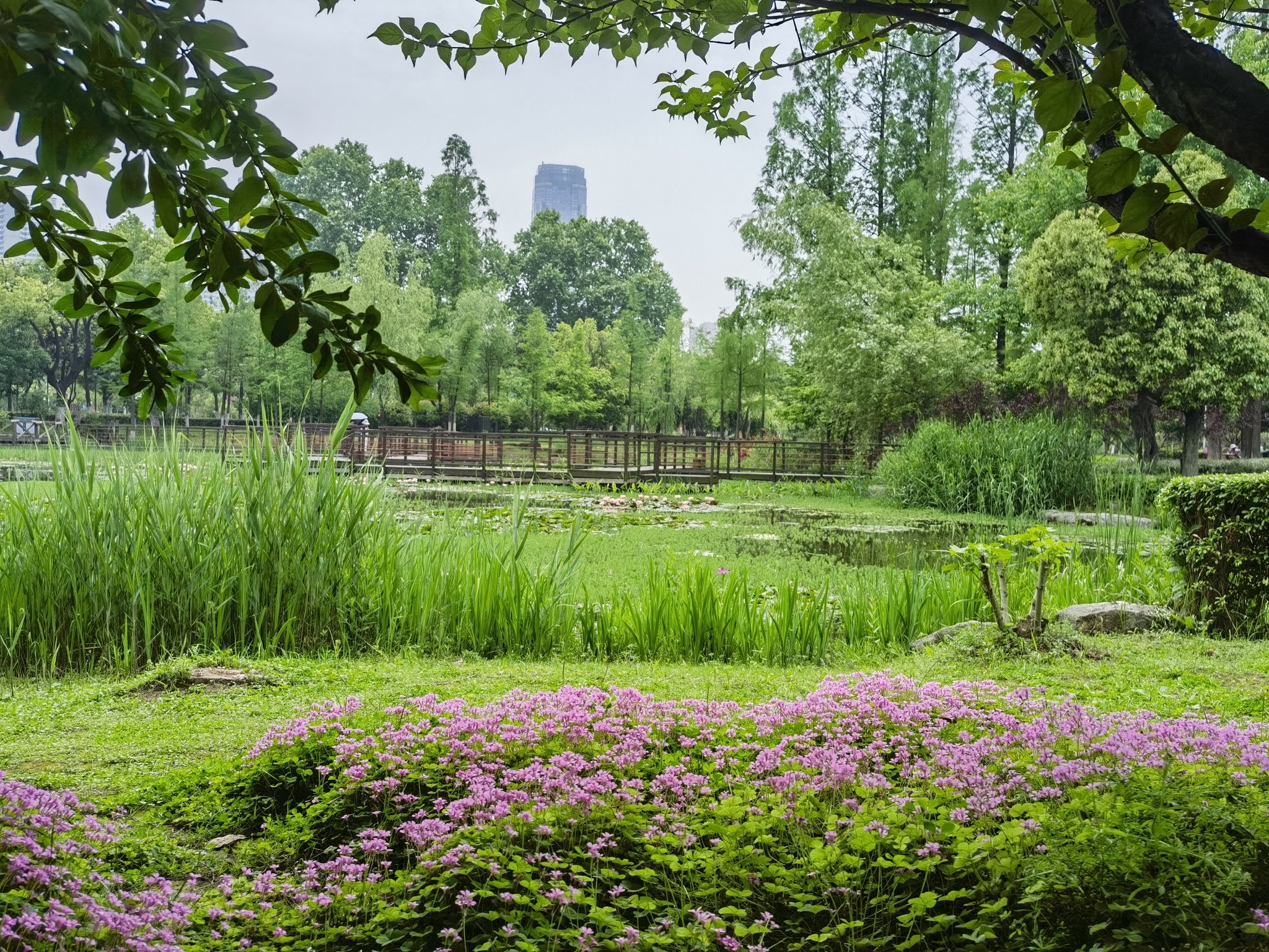 江湾湿地公园旅行图片 3