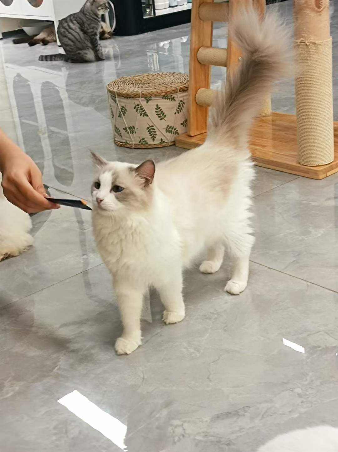 有猫腻猫咖·电玩xbox(义乌万达店)