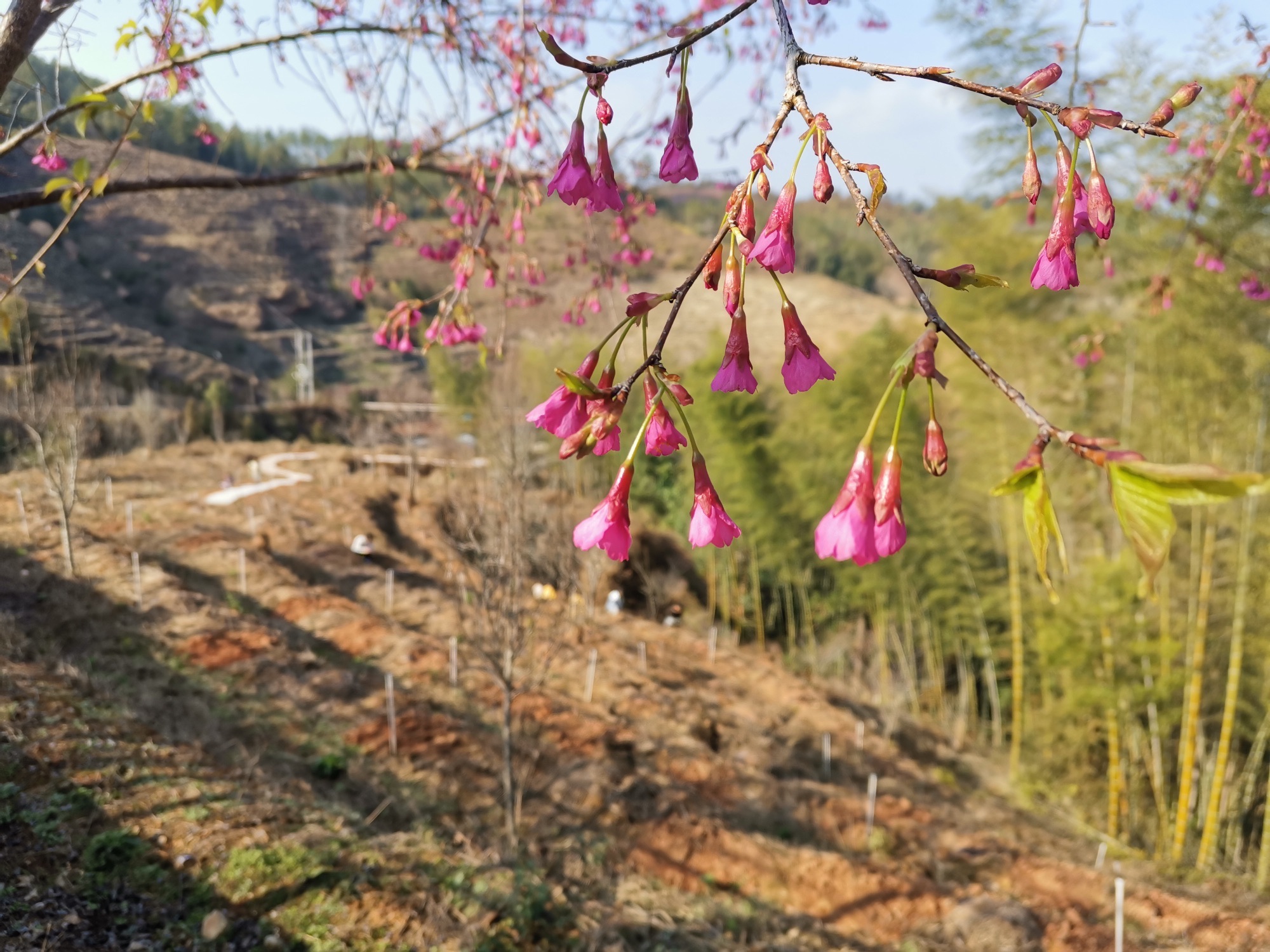 福建玫瑰谷旅行图片 3
