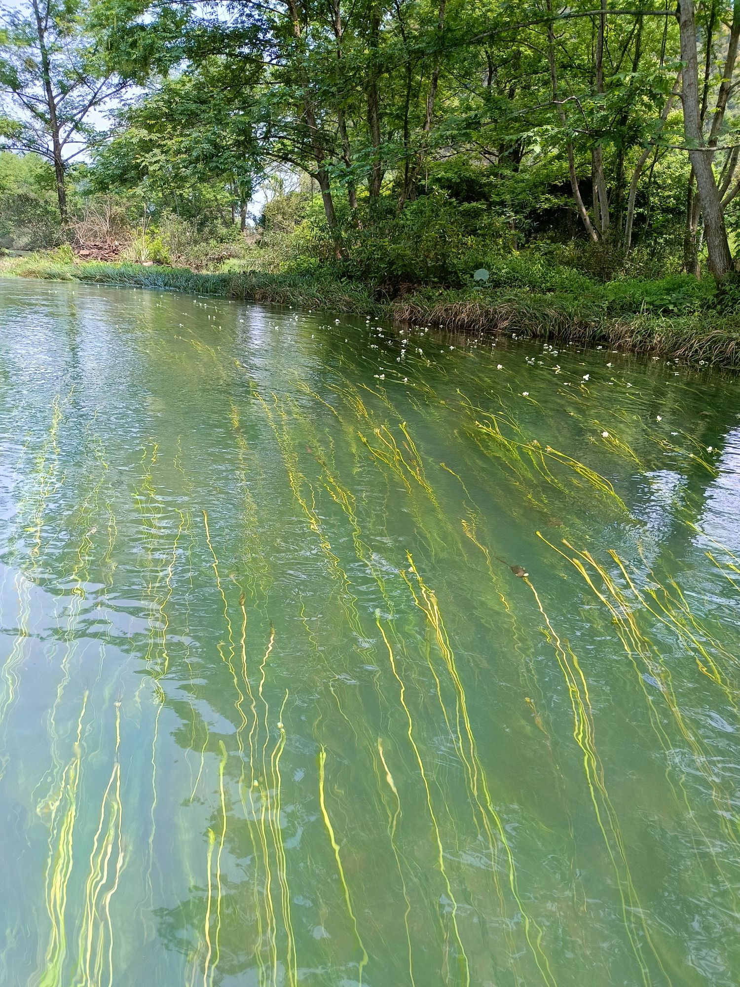 江西村海菜花湿地公园旅行图片 3