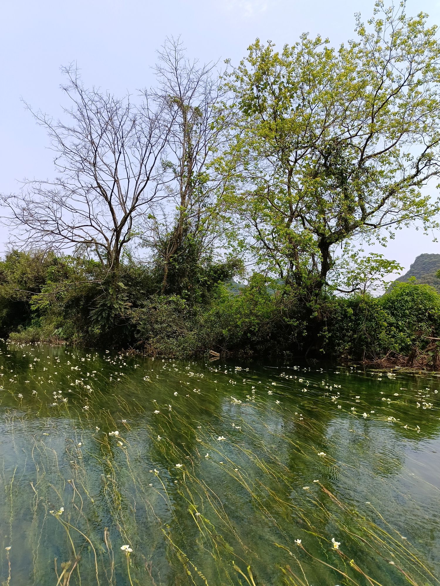 江西村海菜花湿地公园旅行图片 1