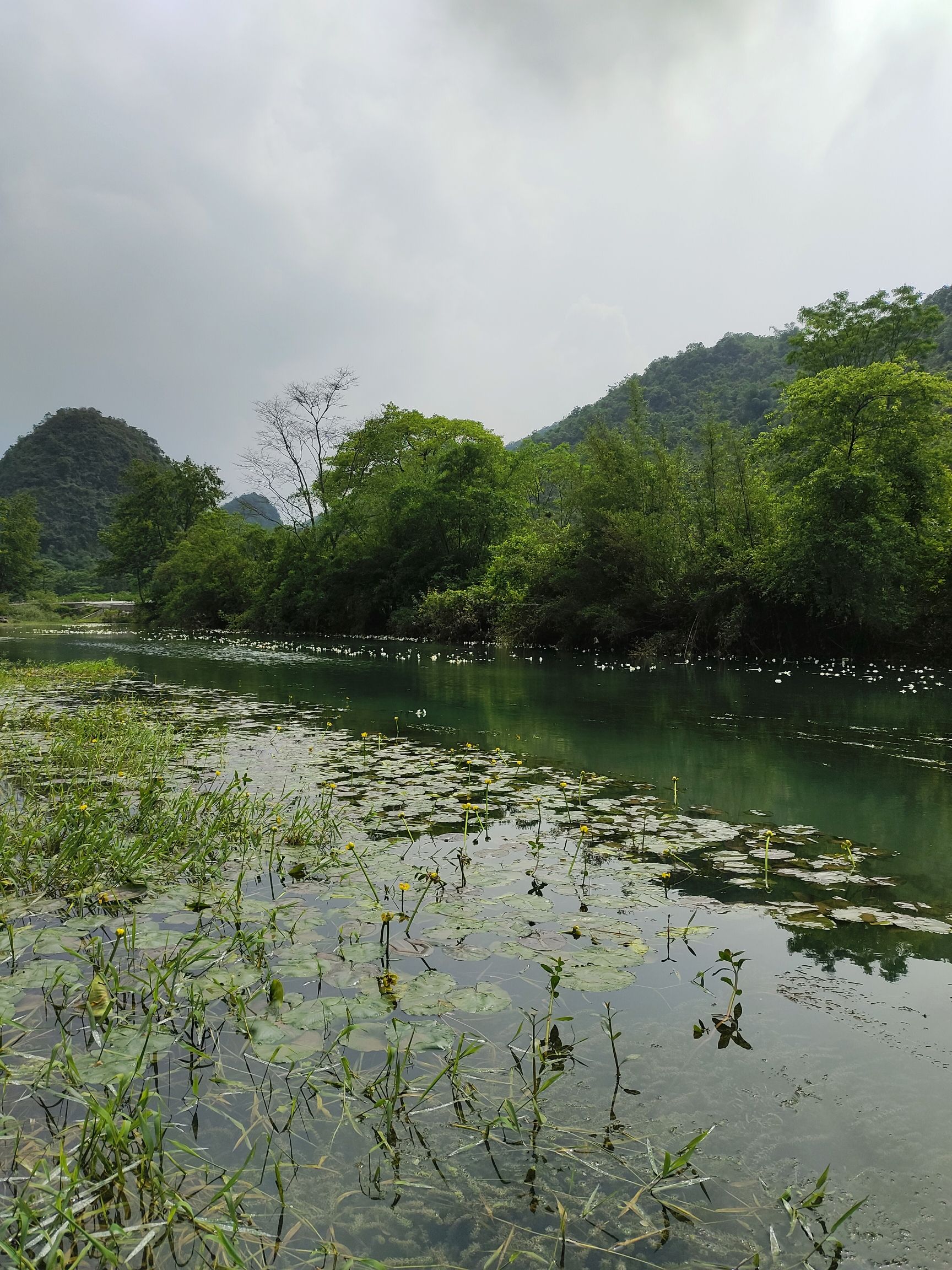江西村海菜花湿地公园旅行图片 2