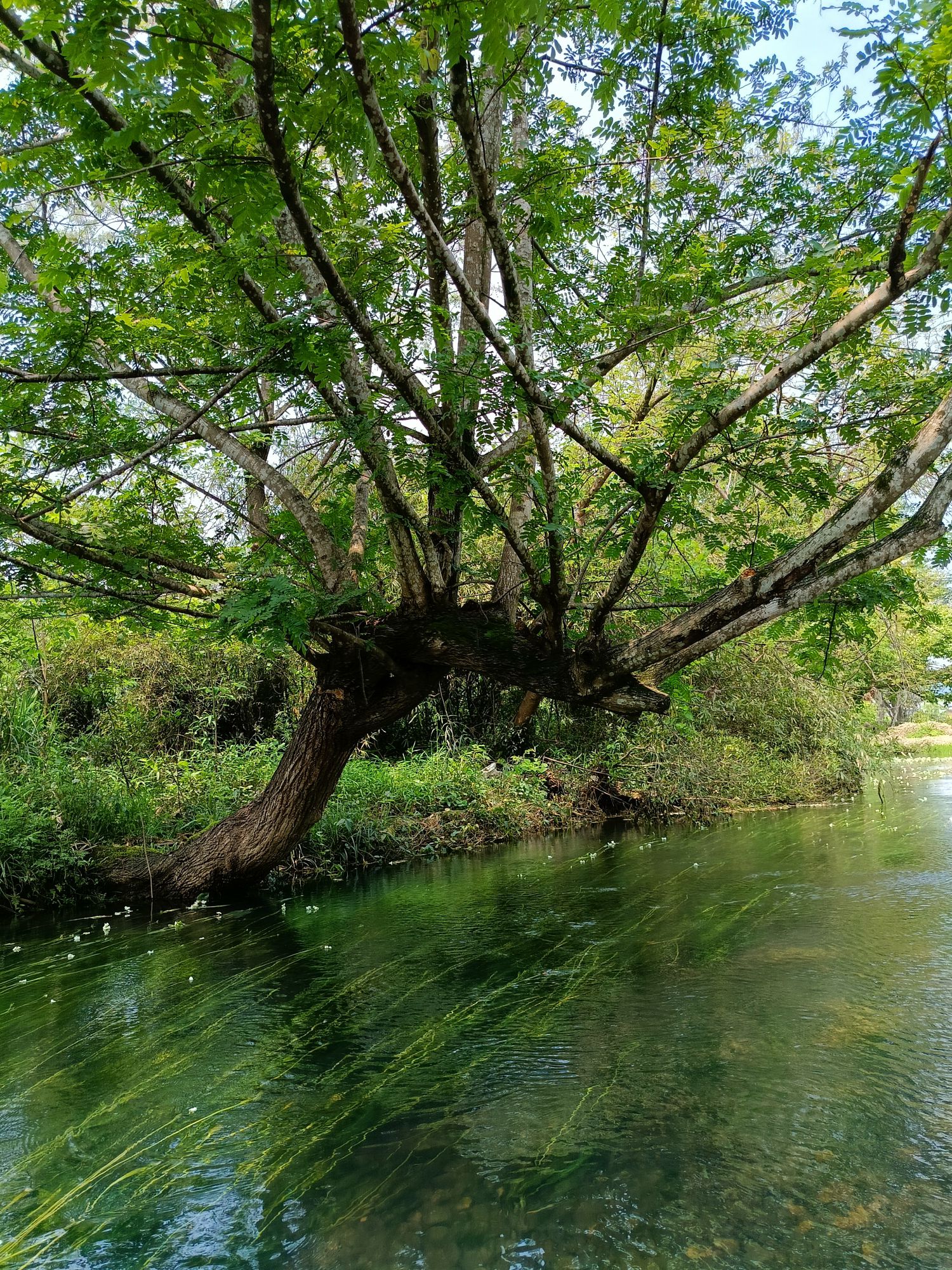 江西村海菜花湿地公园旅行图片 2