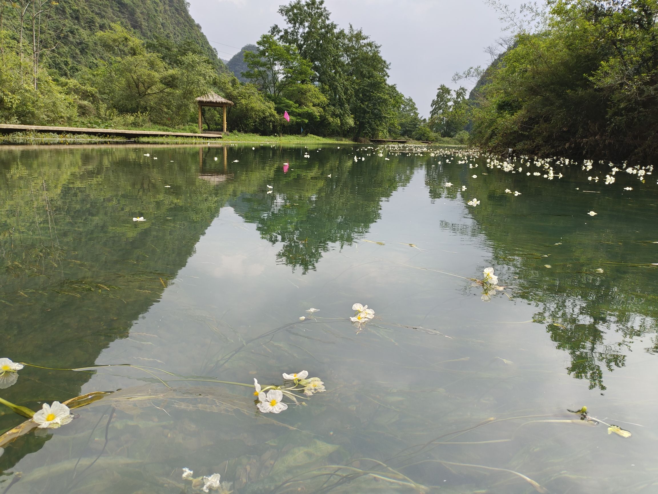 江西村海菜花湿地公园旅行图片 3
