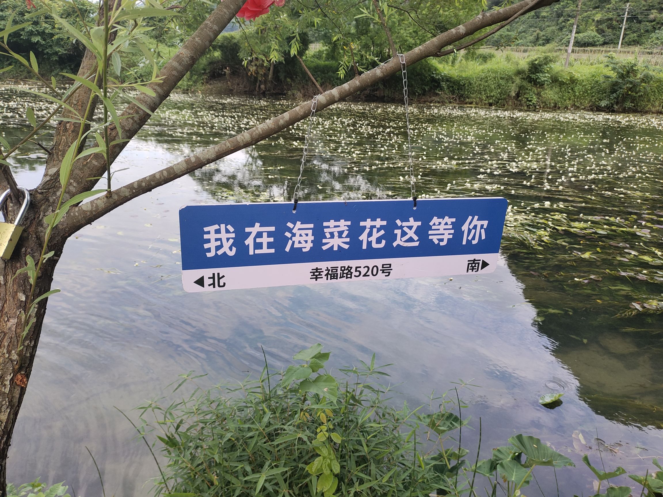 江西村海菜花湿地公园旅行图片 1