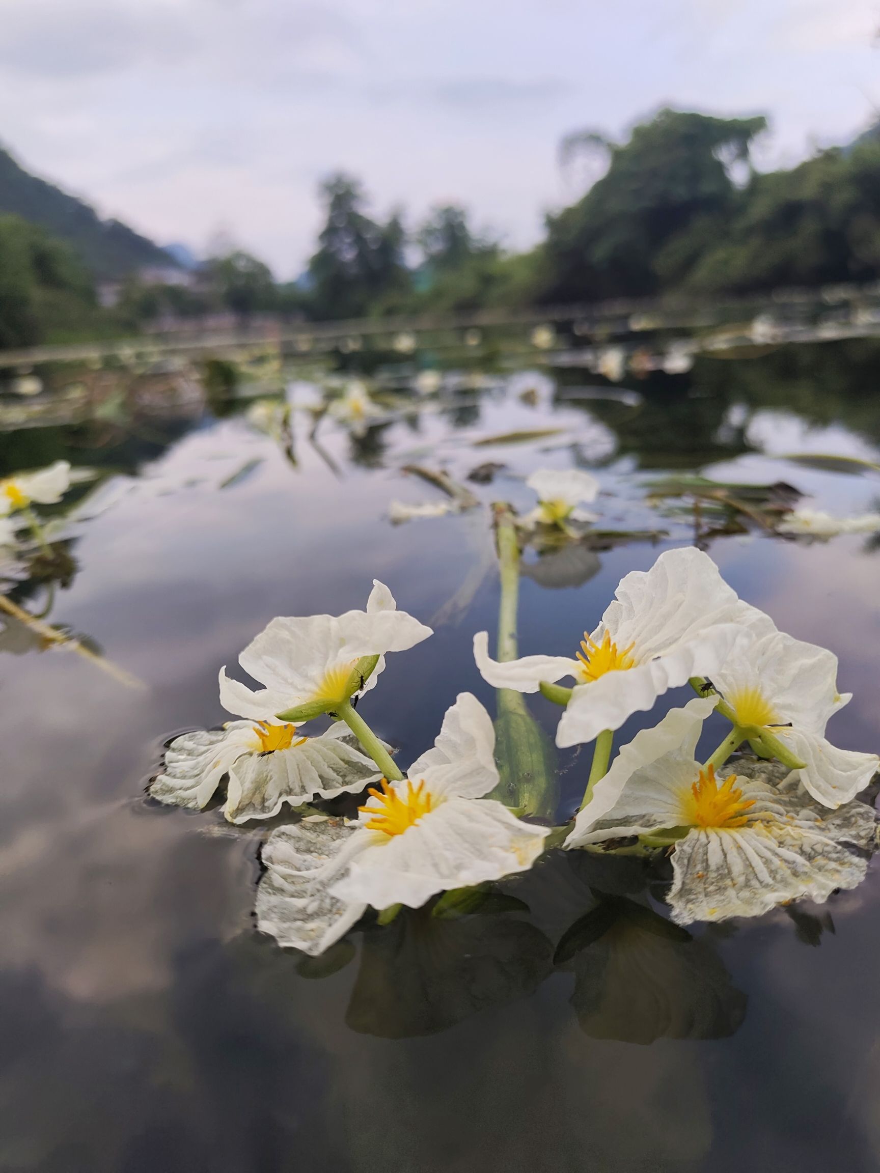 江西村海菜花湿地公园旅行图片 3