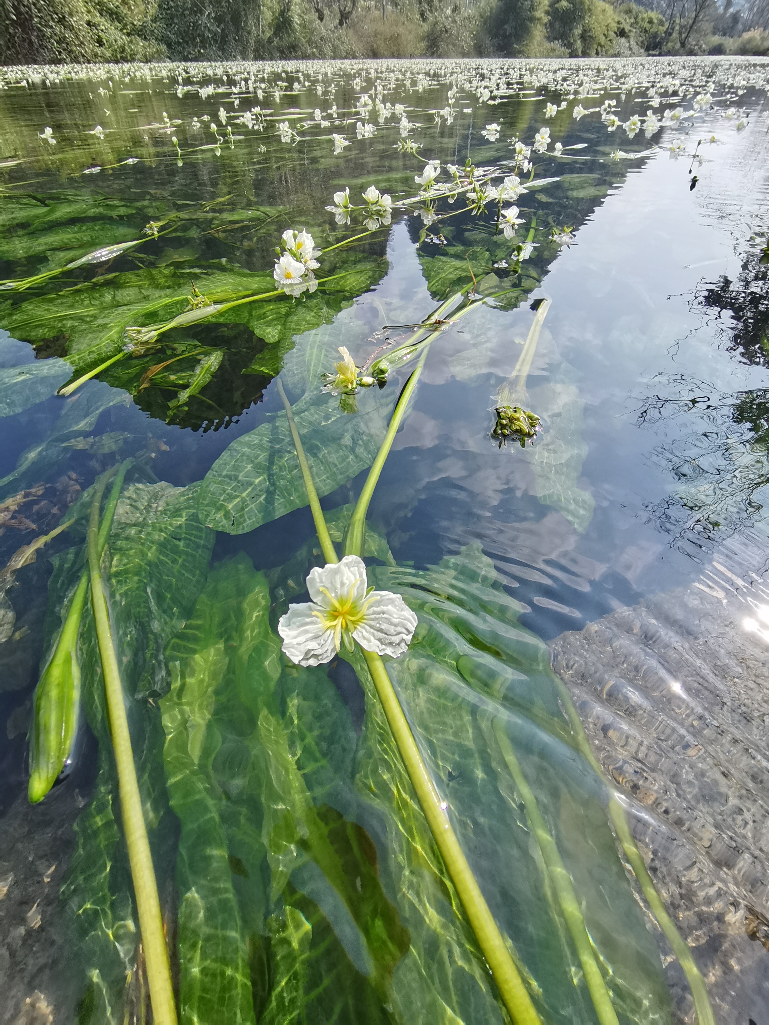 江西村海菜花湿地公园旅行图片 3