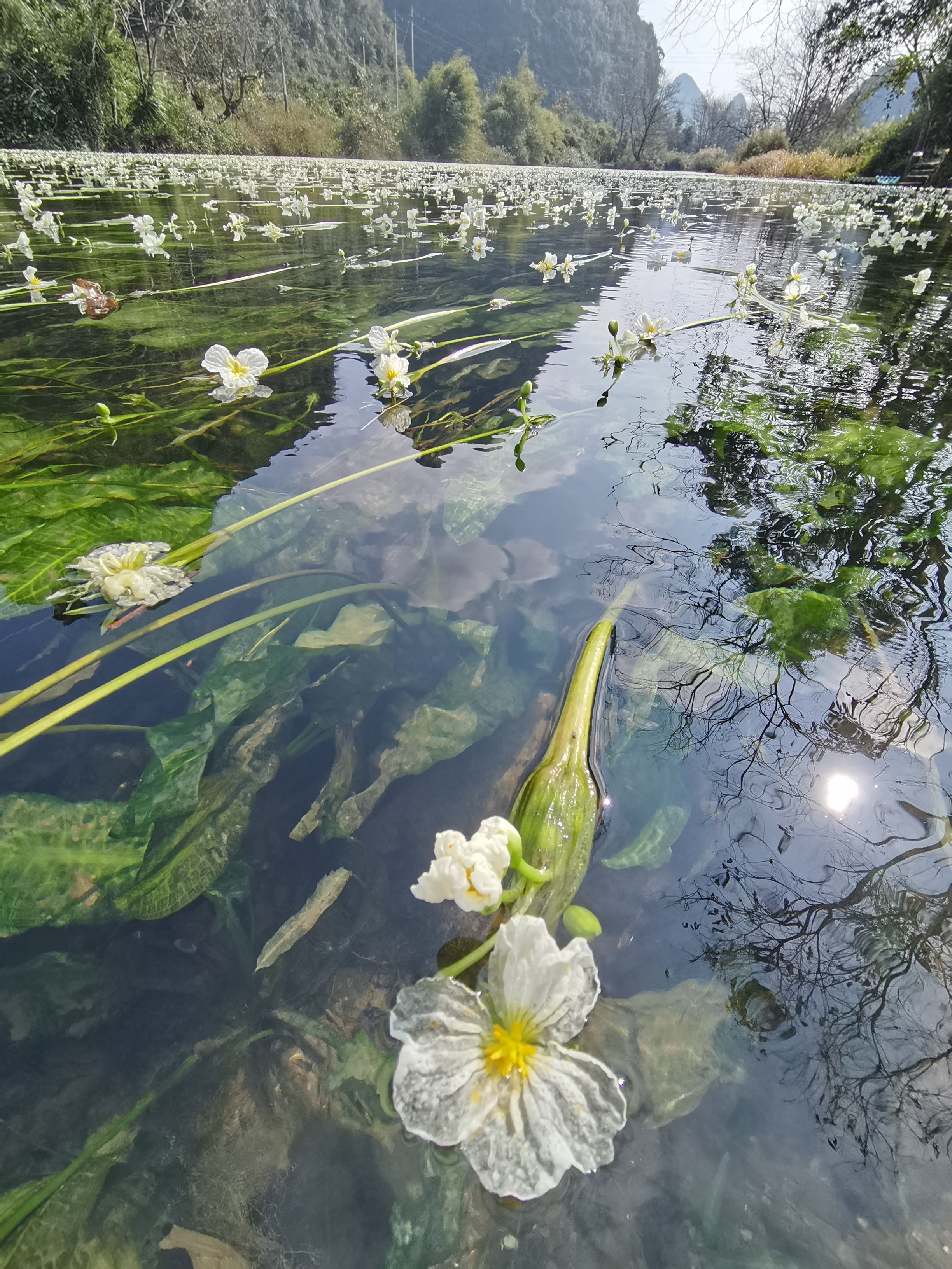 江西村海菜花湿地公园旅行图片 2